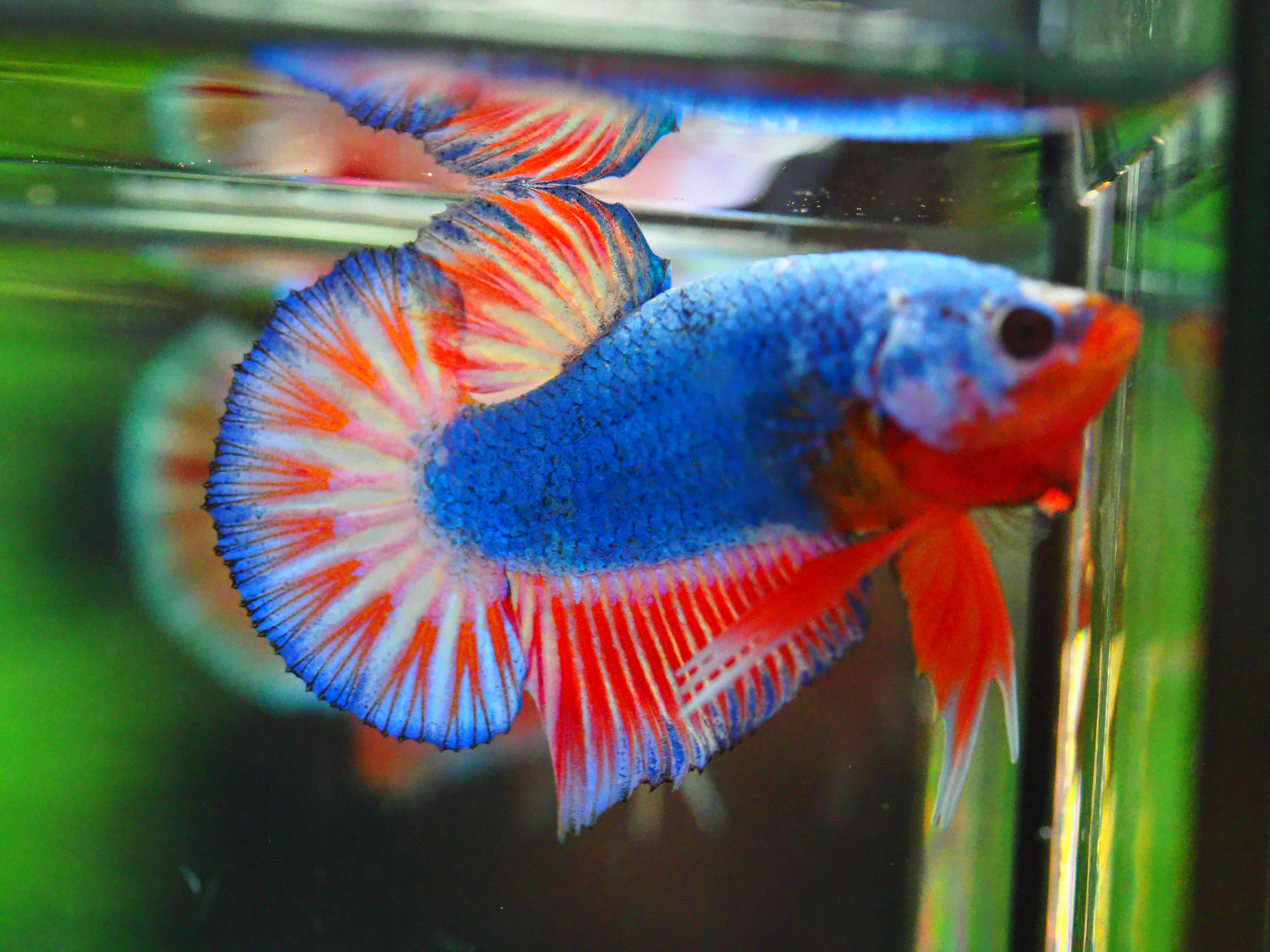 HMPK FANCY MALE GRADE A +++