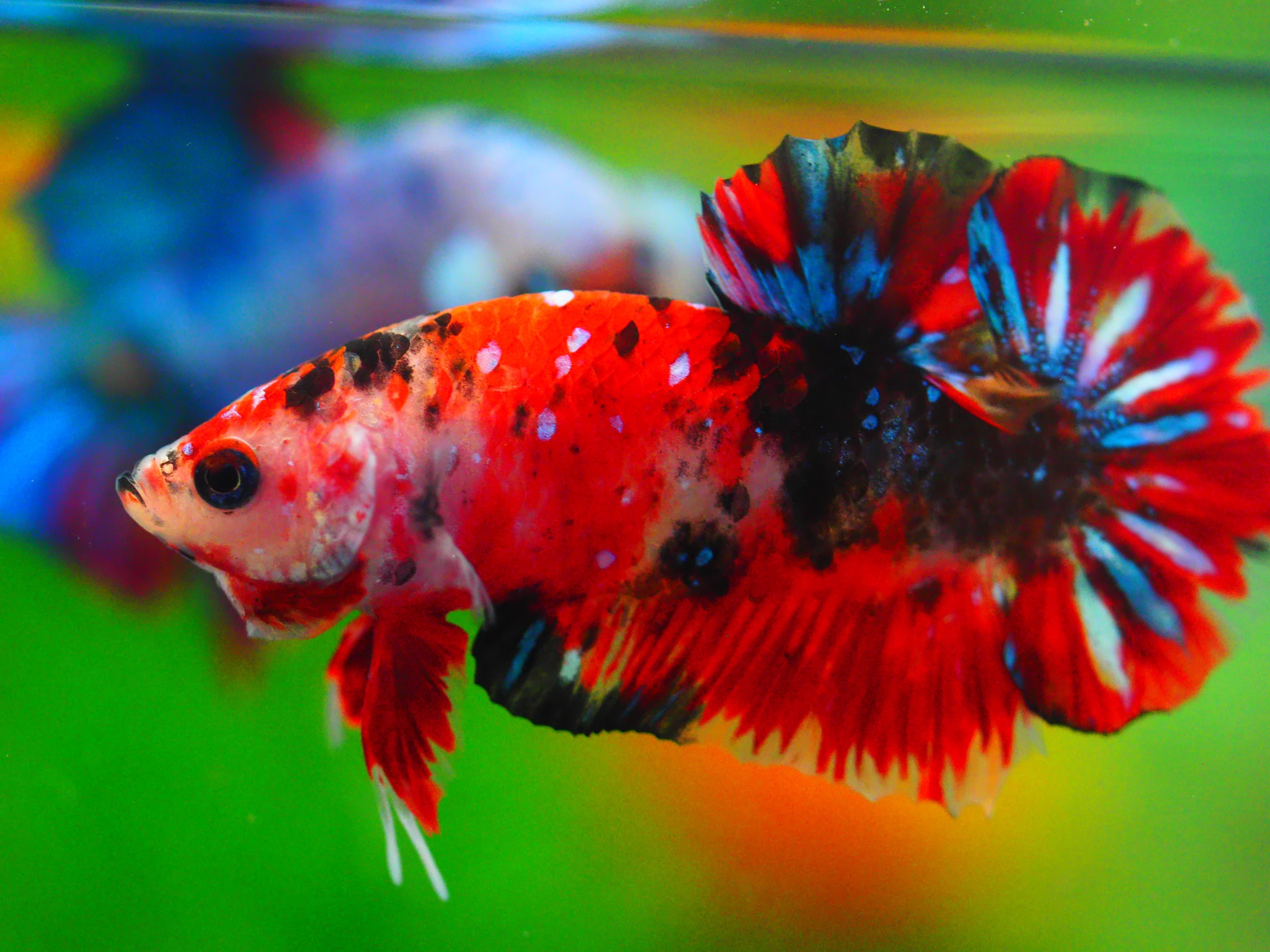 HMPK KOI GALAXY MALE GRADE A +++