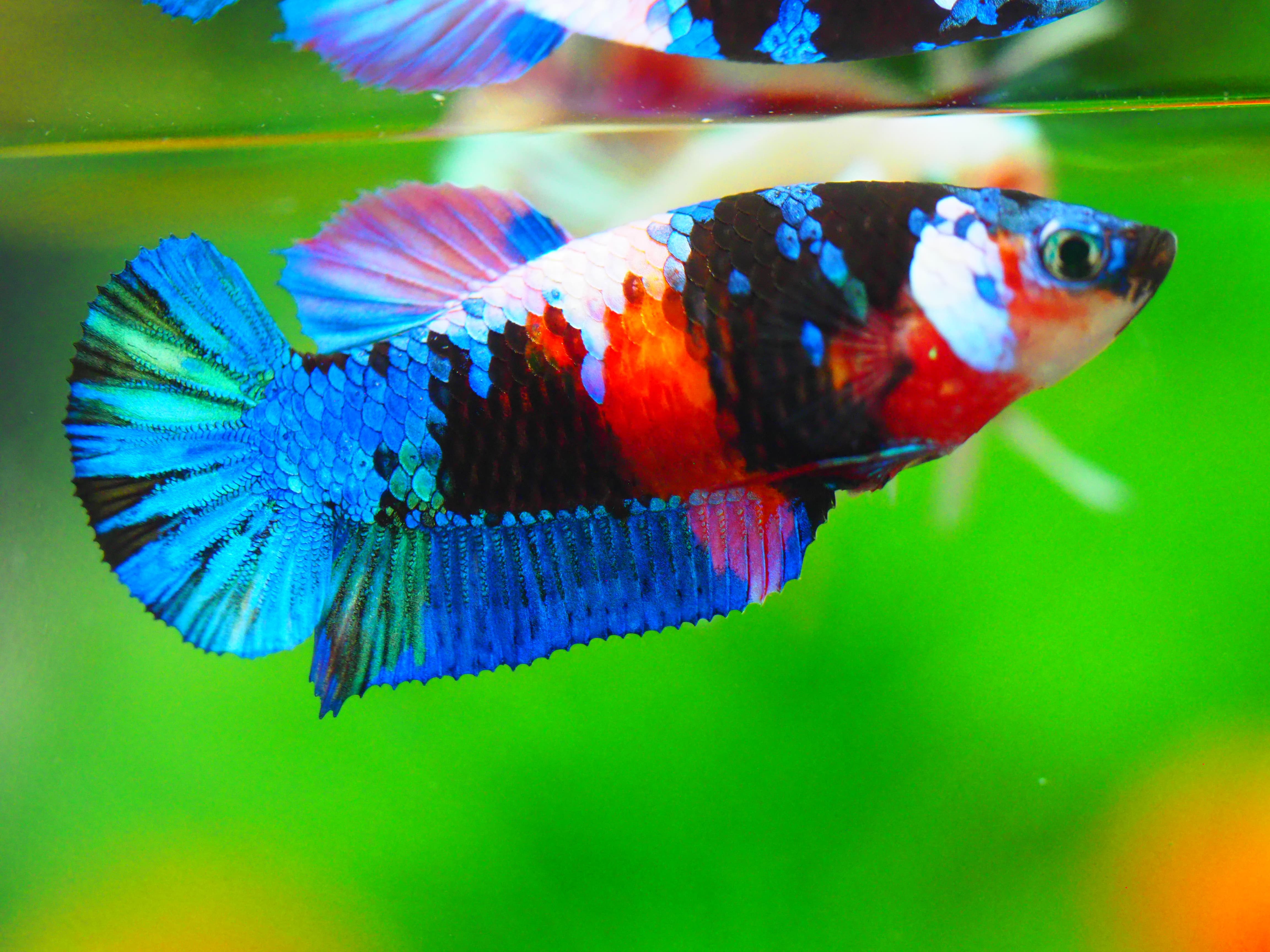 HMPK KOI GALAXY FN MALE GRADE A +++