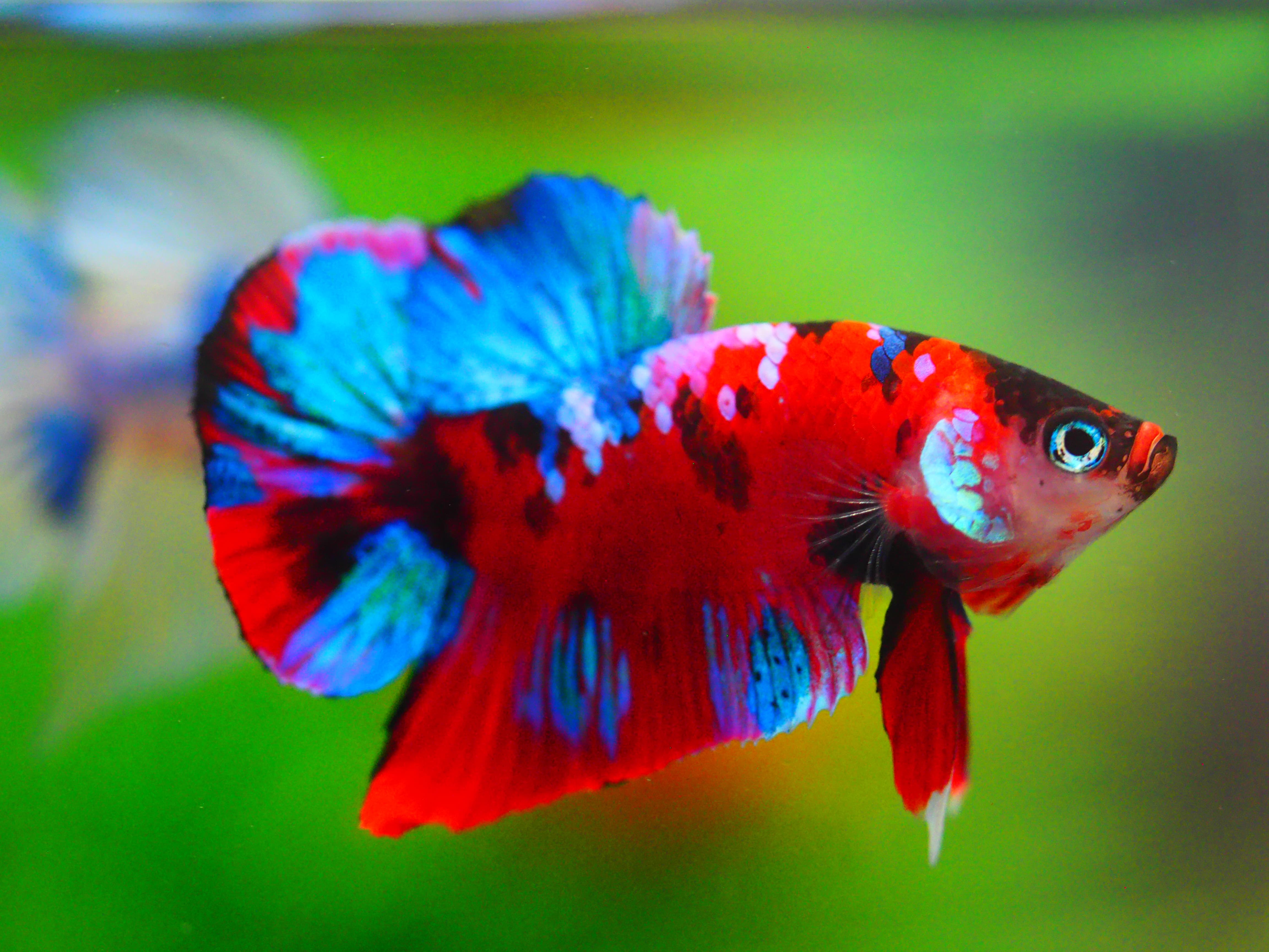 HMPK KOI GALAXY MALE GRADE A +++