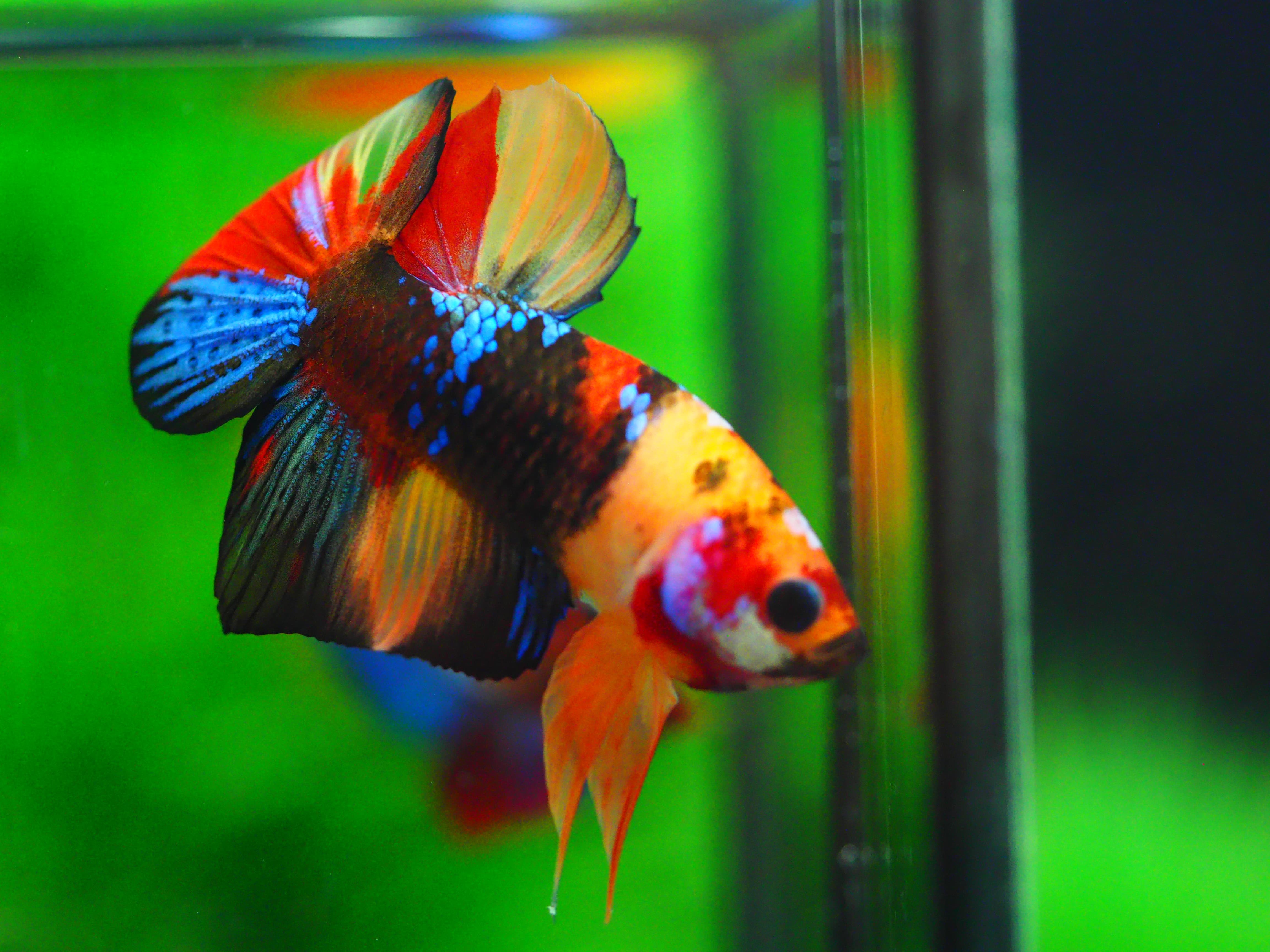 HMPK NEMO GALAXY MALE GRADE A +++