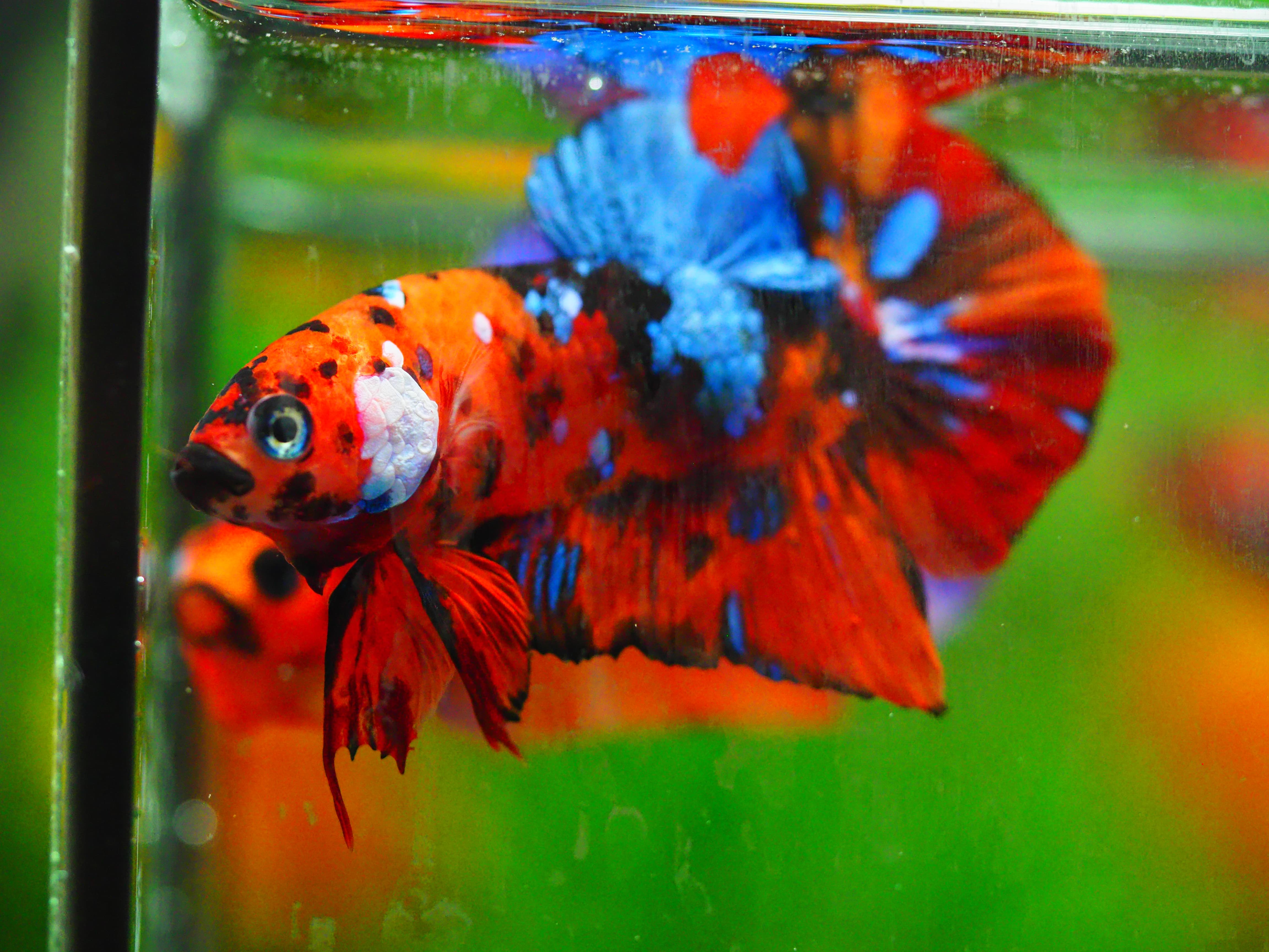 HMPK NEMO GALAXY MALE GRADE A +++