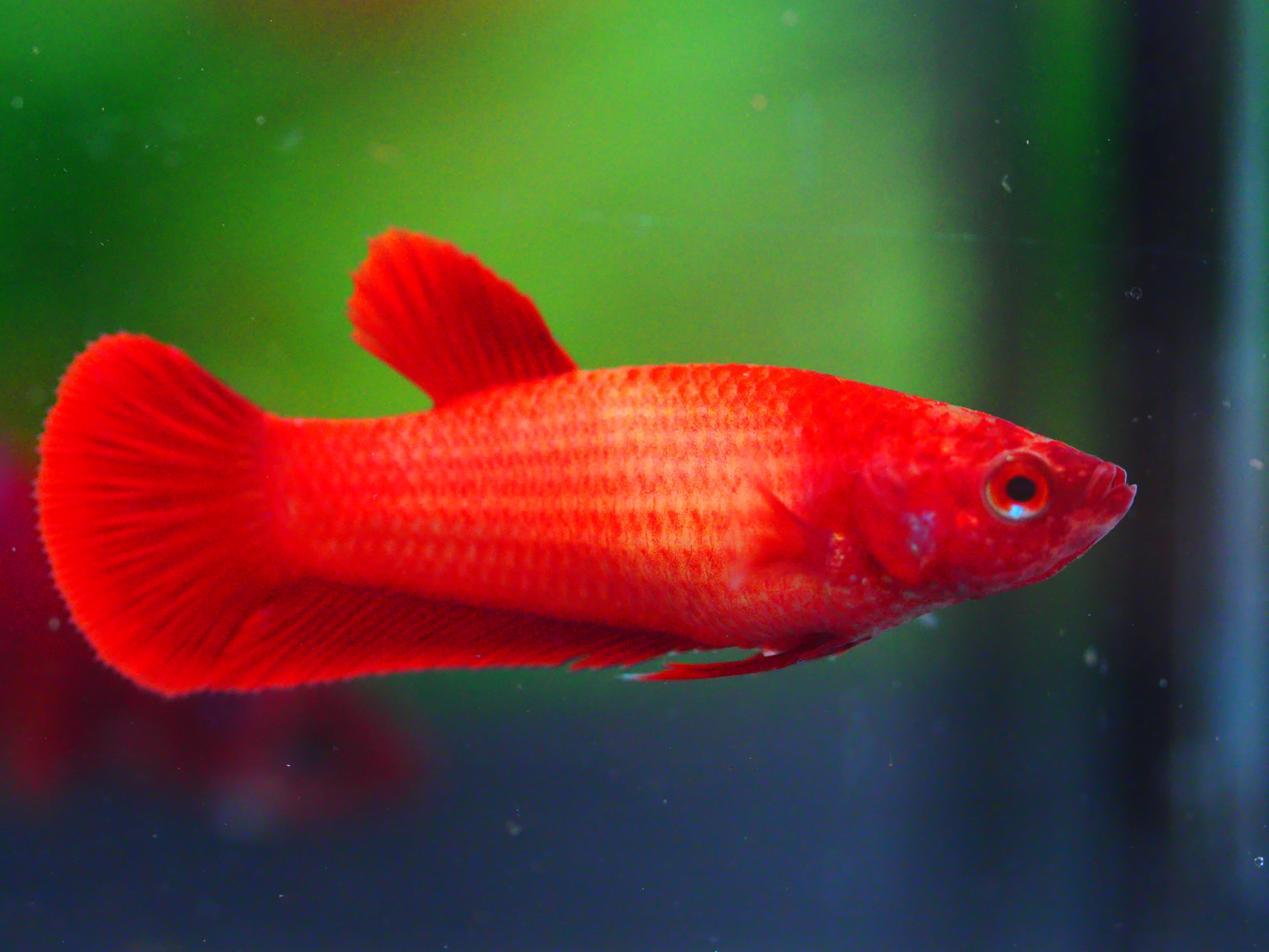 HMPK RED FNMALE GRADE A +++