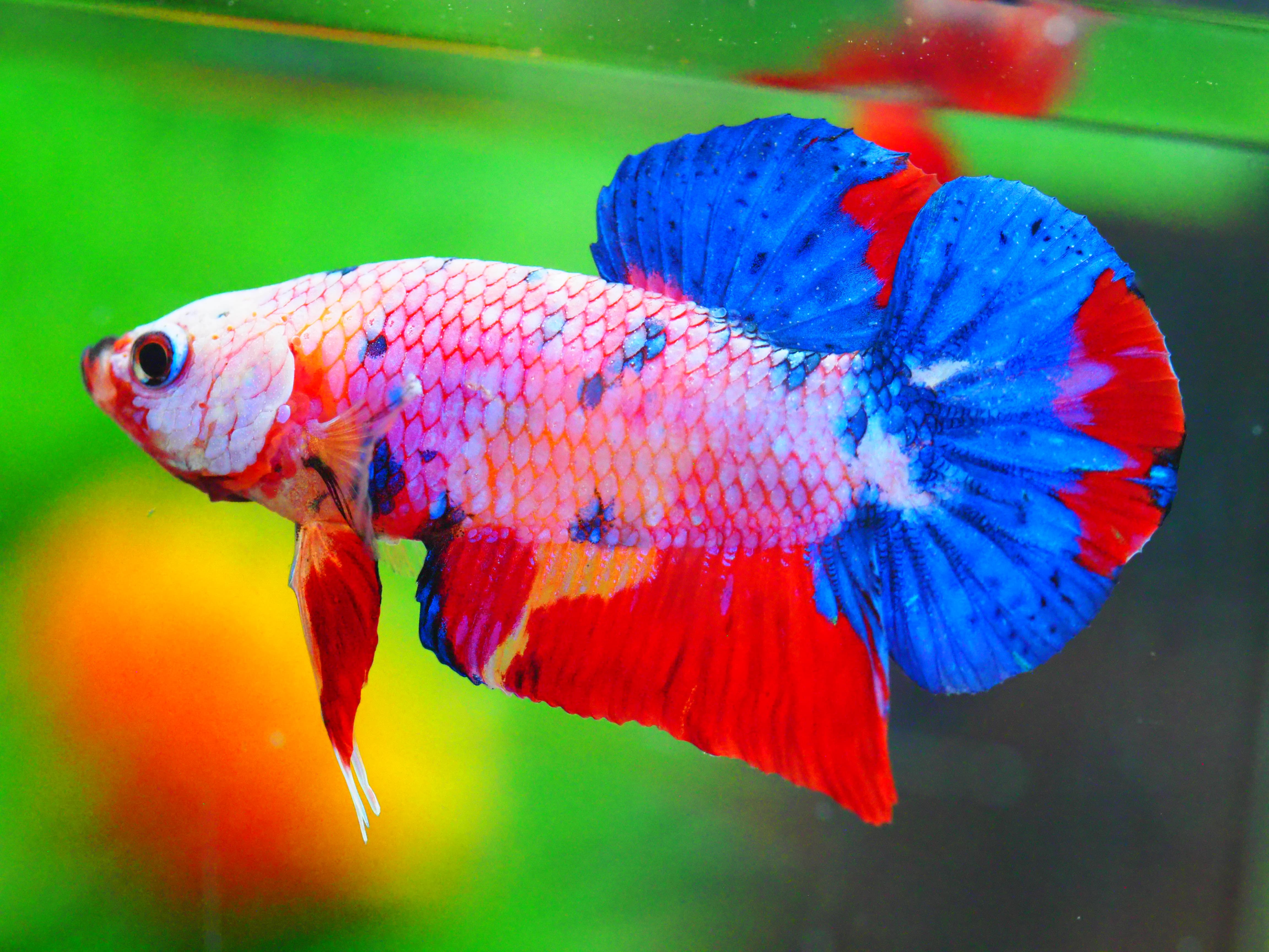 HMPK FANCY MALE GRADE A +++