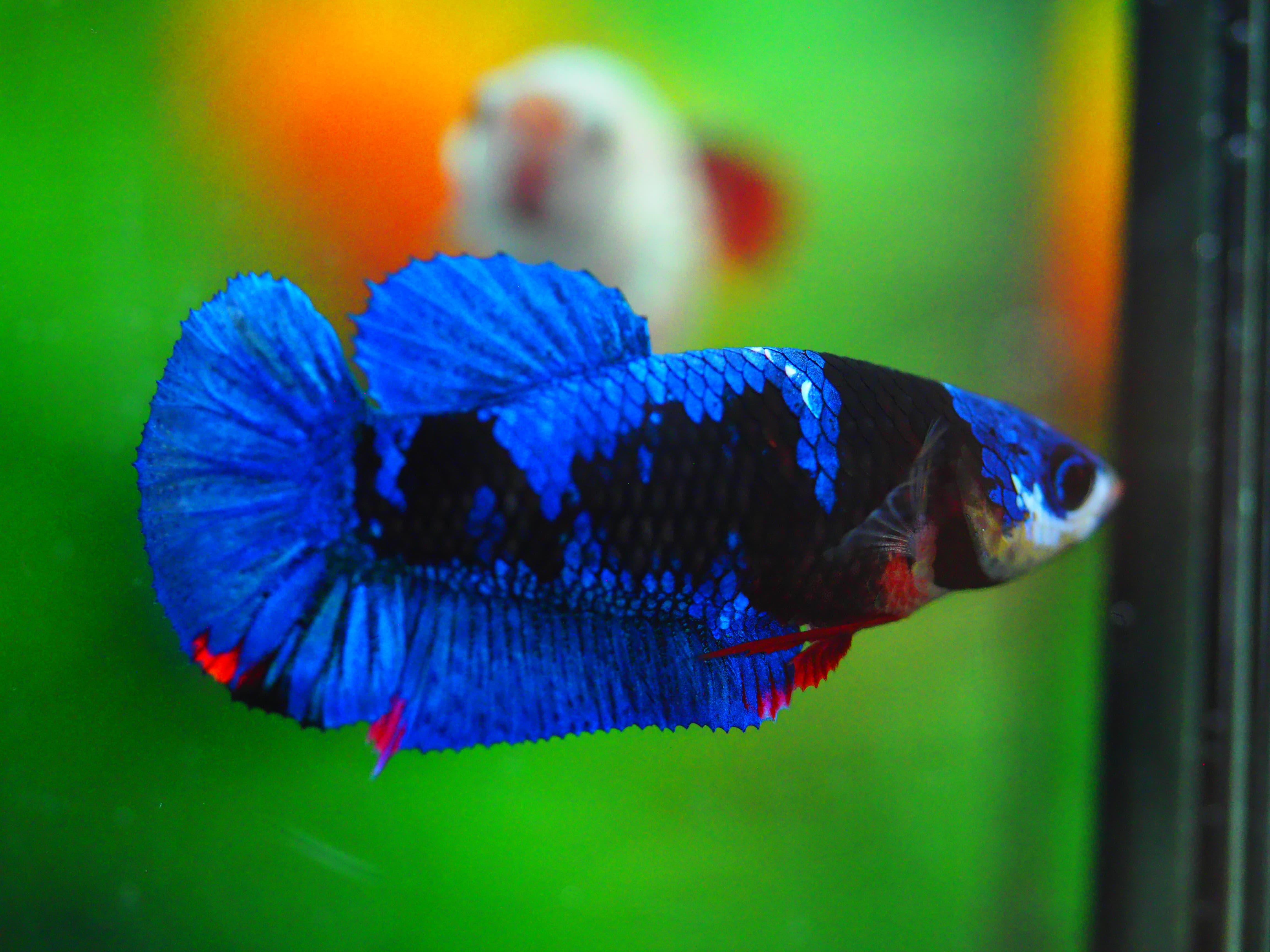 HMPK KOI GALAXY FEMALE GRADE A +++