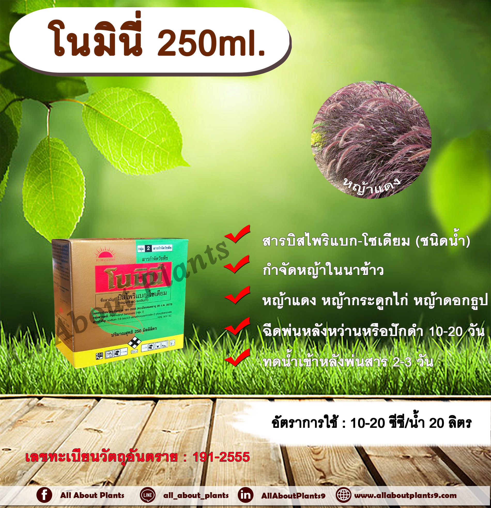 โนมินี่ + ซันบินเดอร์ 250ml. + 250ml. บิสไพริแบกโซเดียม สารกำจัดวัชพืช กำจัดหญ้า ในนาข้าว กำจัดหญ้าแดง หญ้ากระดูกไก่ หญ้าดอกธูป หญ้าดอกต่อ หญ้าเดือย allaboutplants ชิ้น