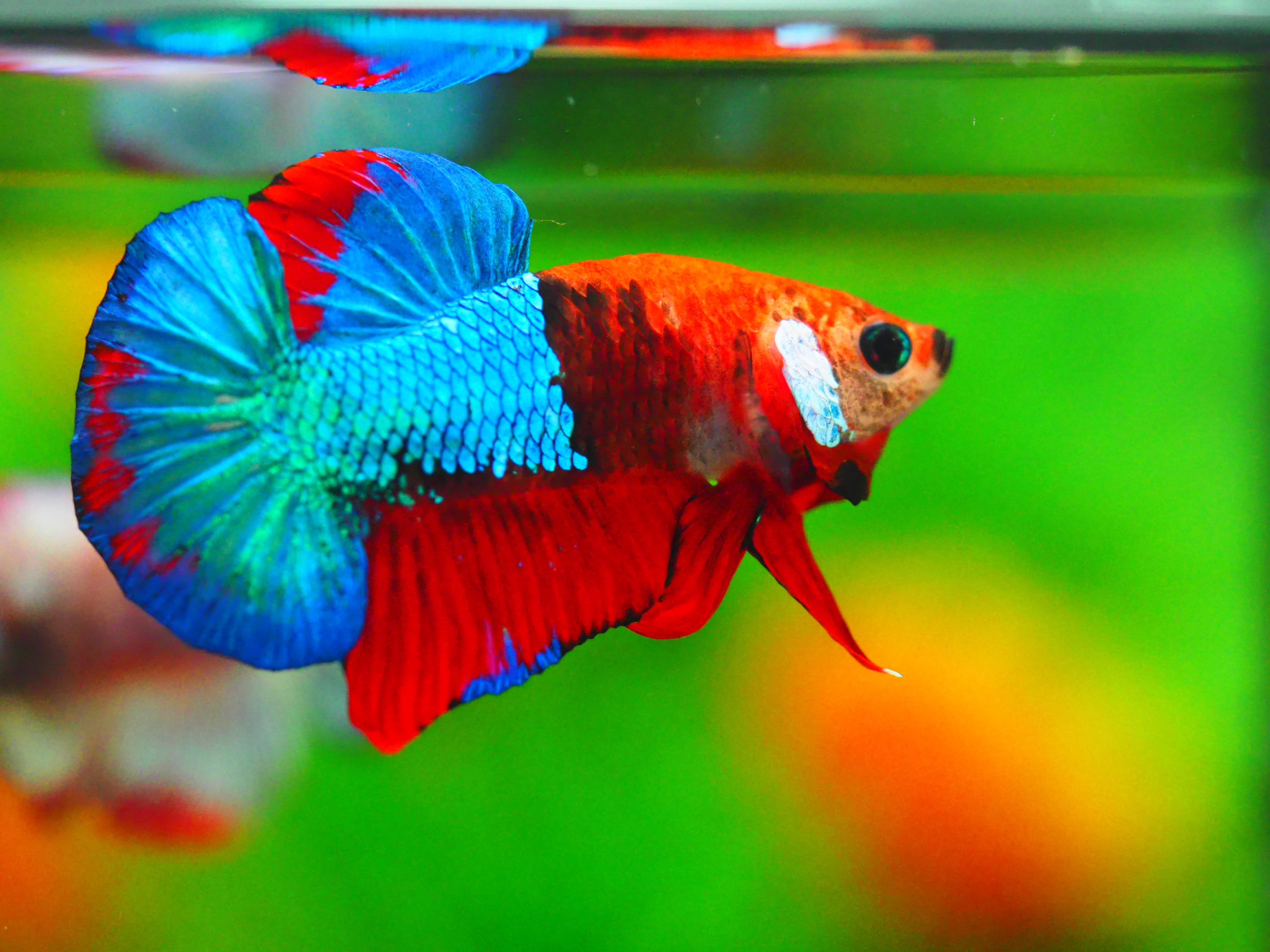 HMPK KOI GALAXY MALE GRADE A +++