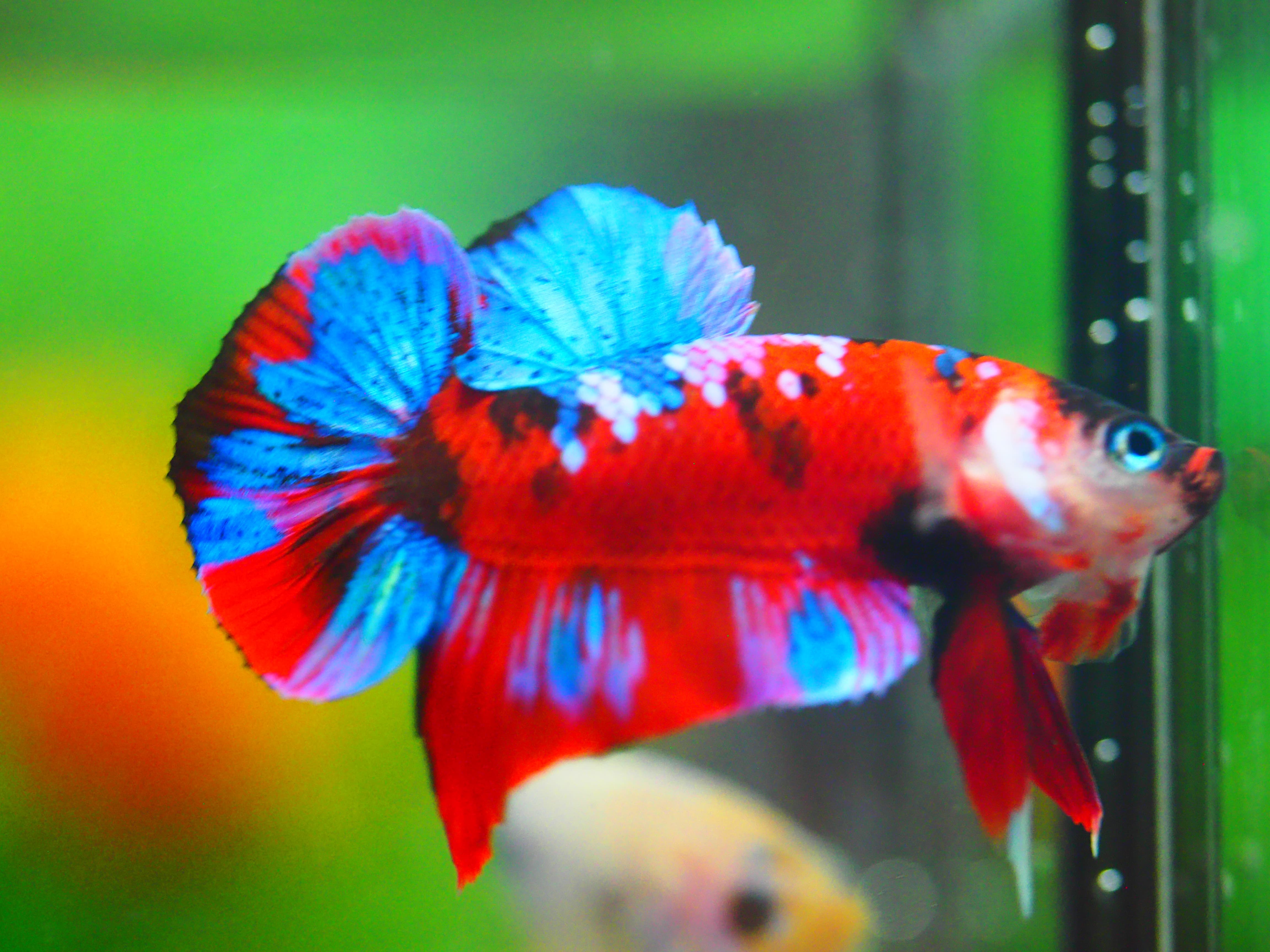 HMPK KOI GALAXY MALE GRADE A +++