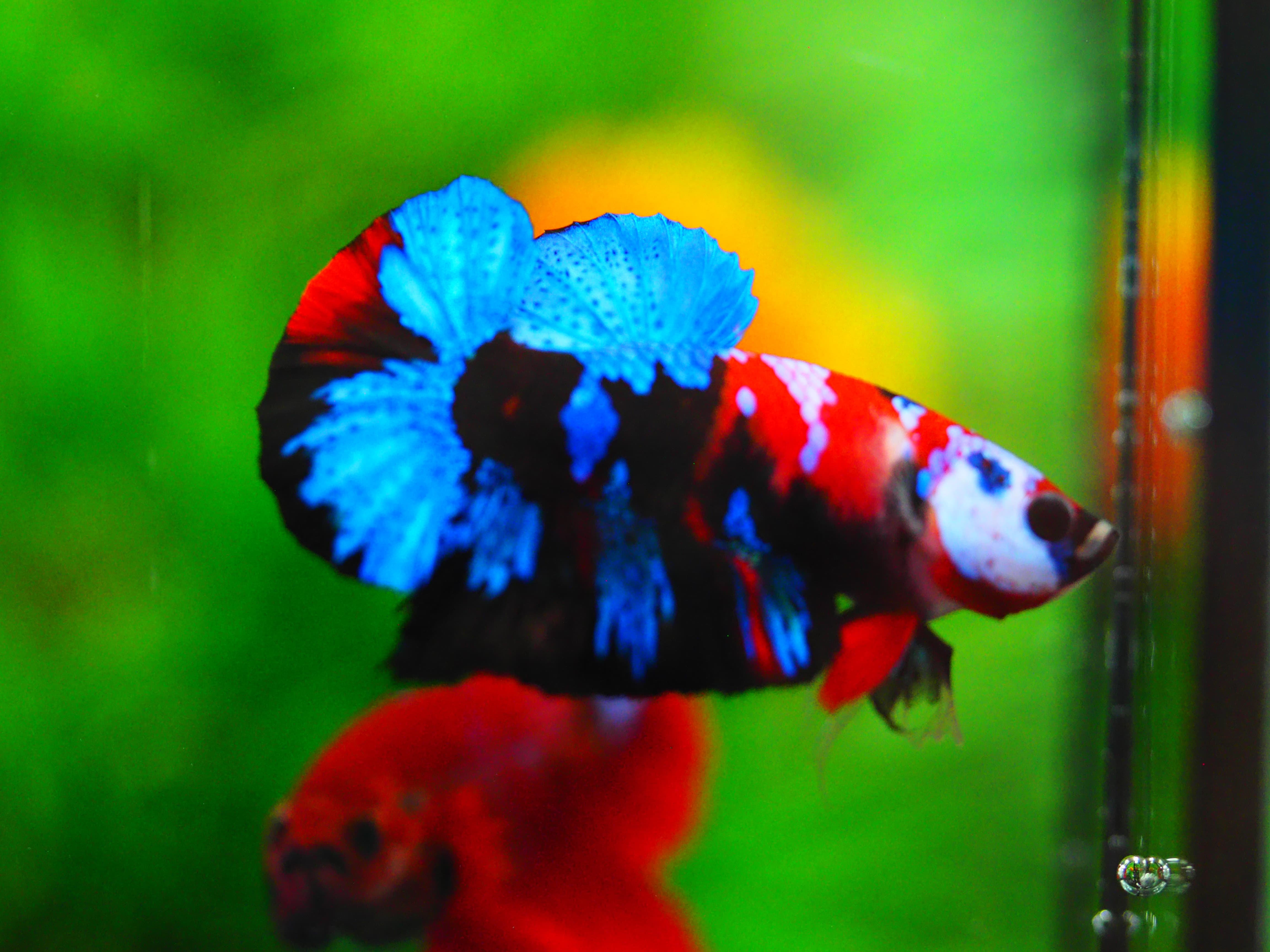 HMPK KOI GALAXY MALE GRADE A+++