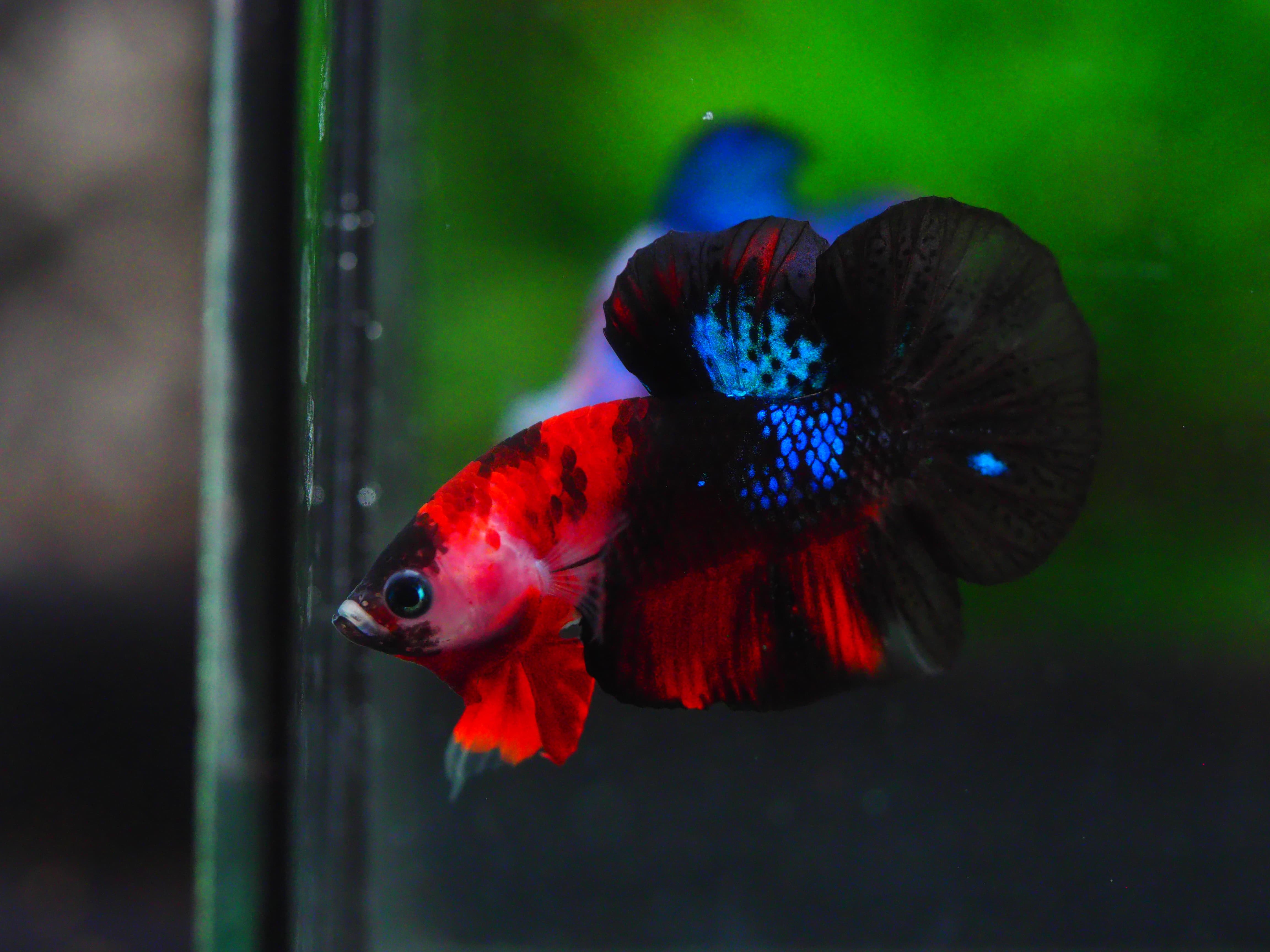 HMPK KOI GALAXY MALE GRADE A +++