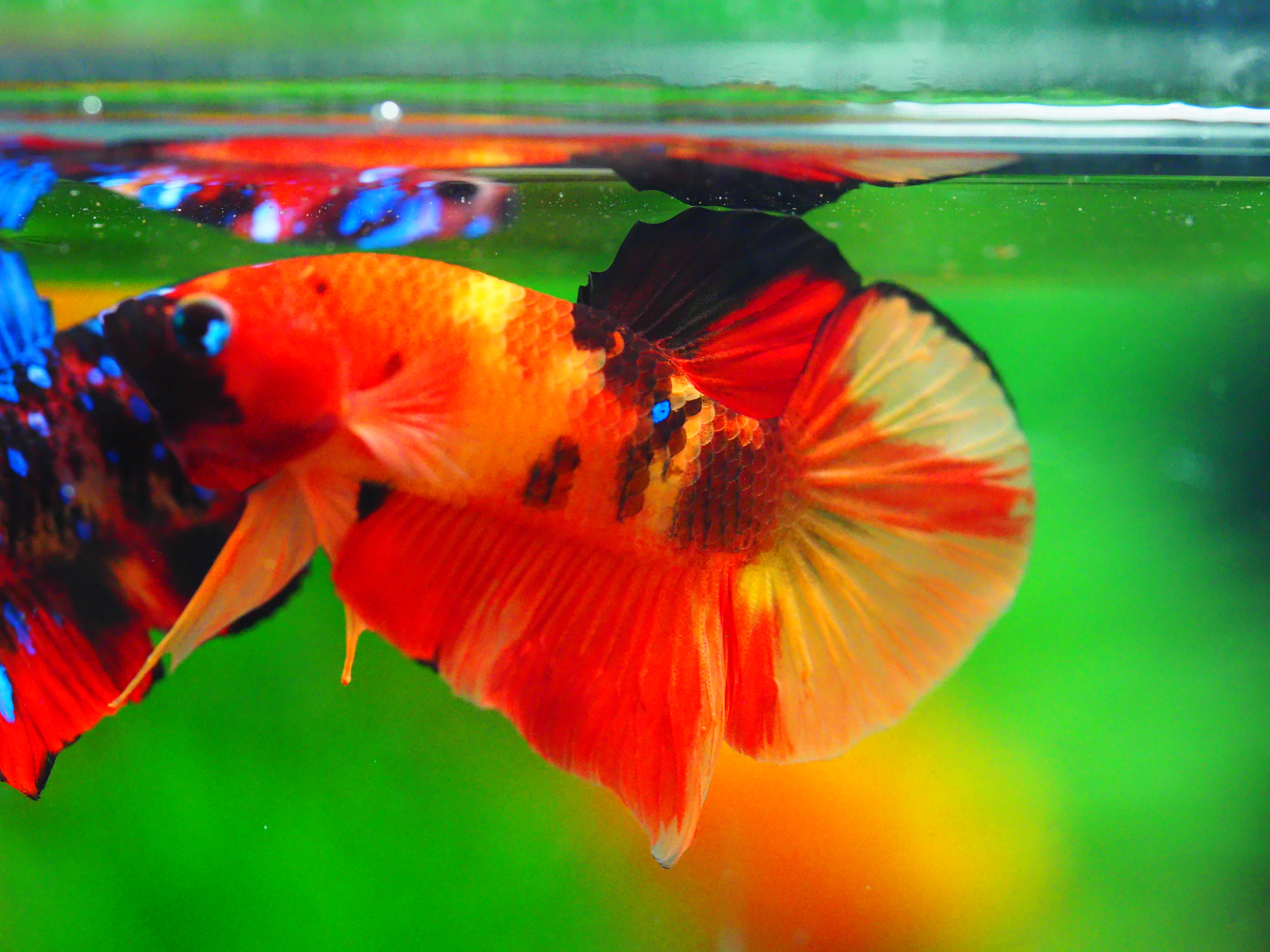 HMPK NEMO MALE GRADE A +++