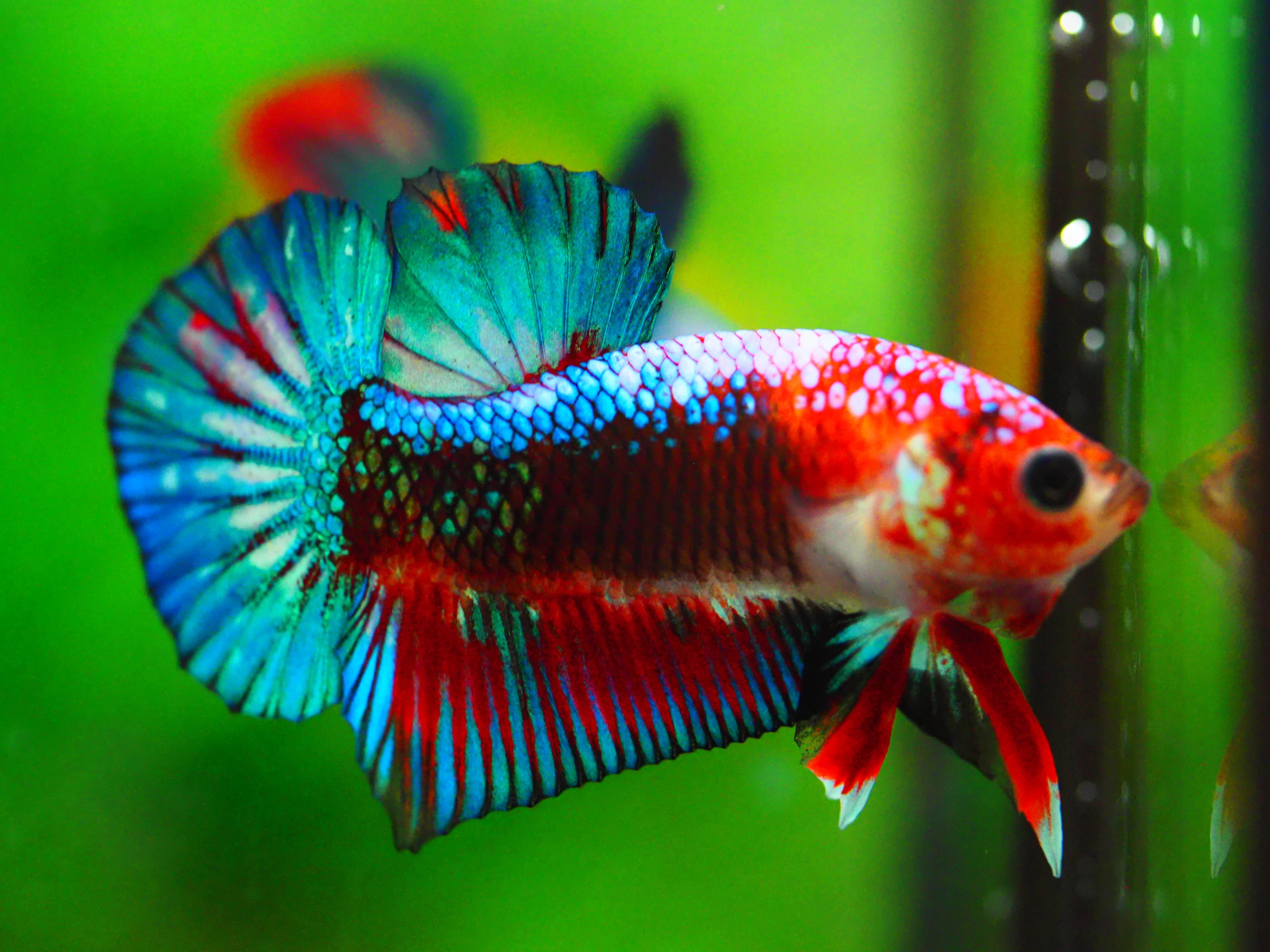 HMPK FANCY MALE GRADE A +++