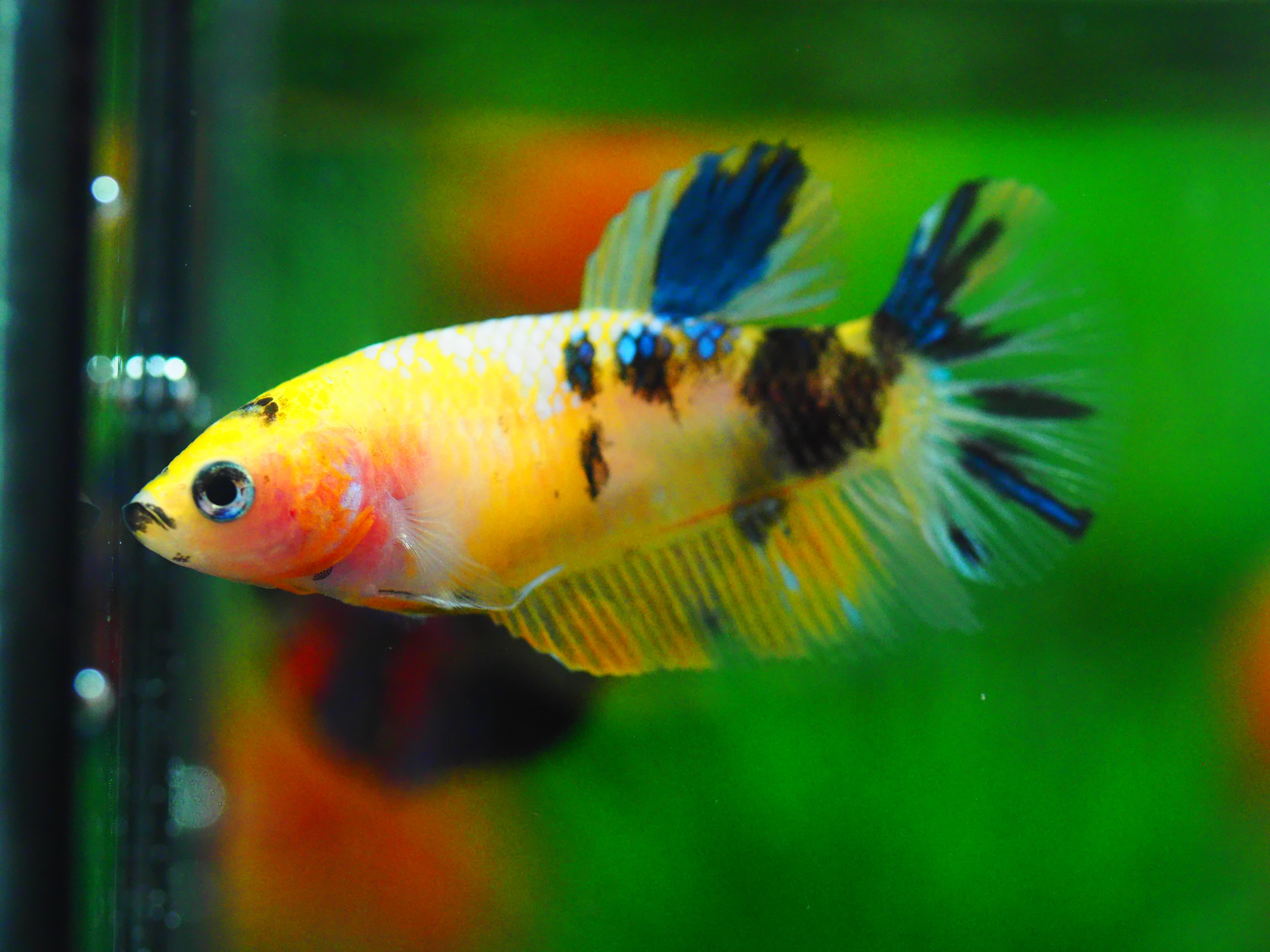 HMPK KOI YELLOW GRADE A++ FEMALE
