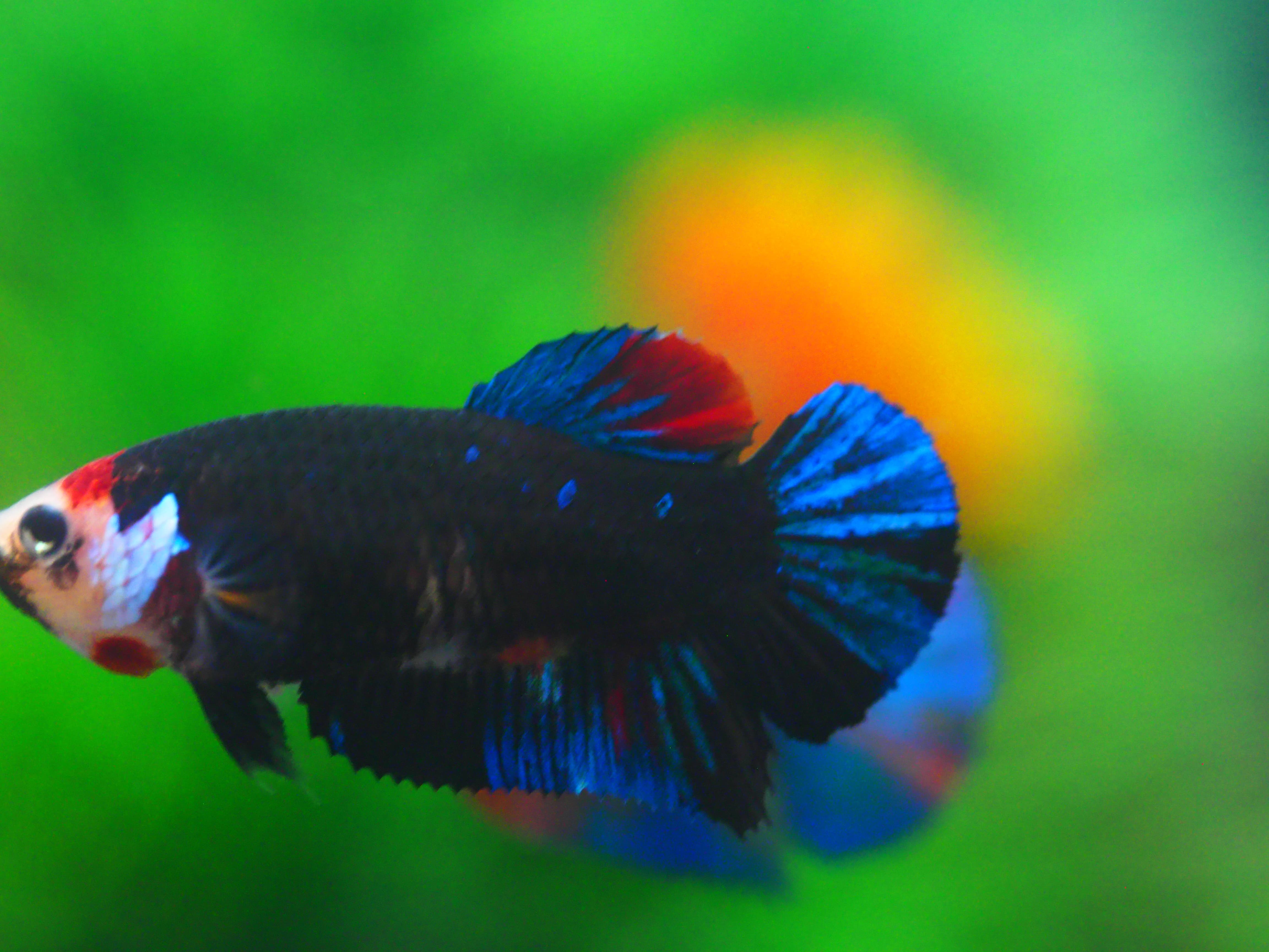 HMPK KOI GALAXY FNMALE GRADE A +++