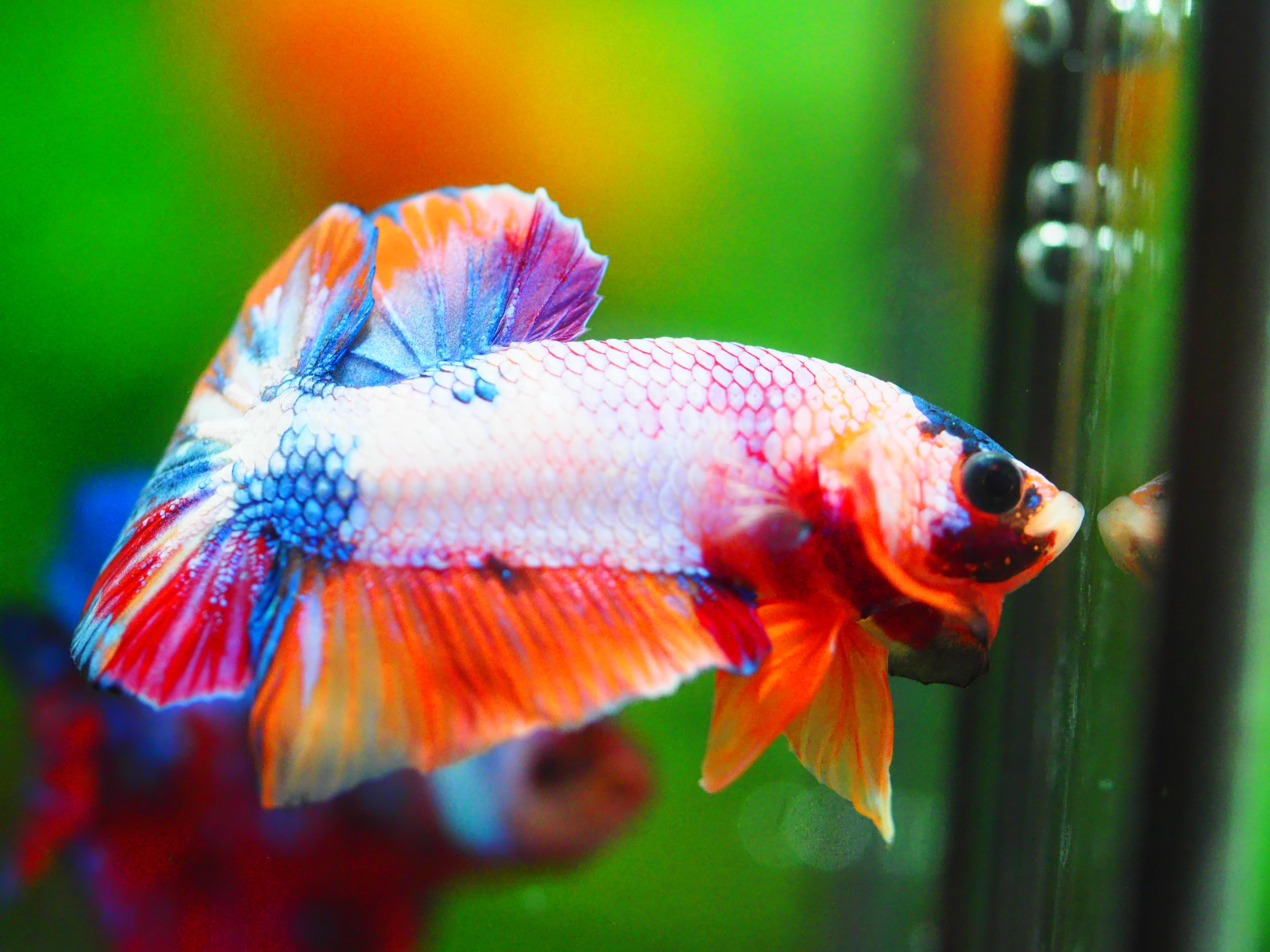 HMPK KOI FANCY MALE GRADE A +++