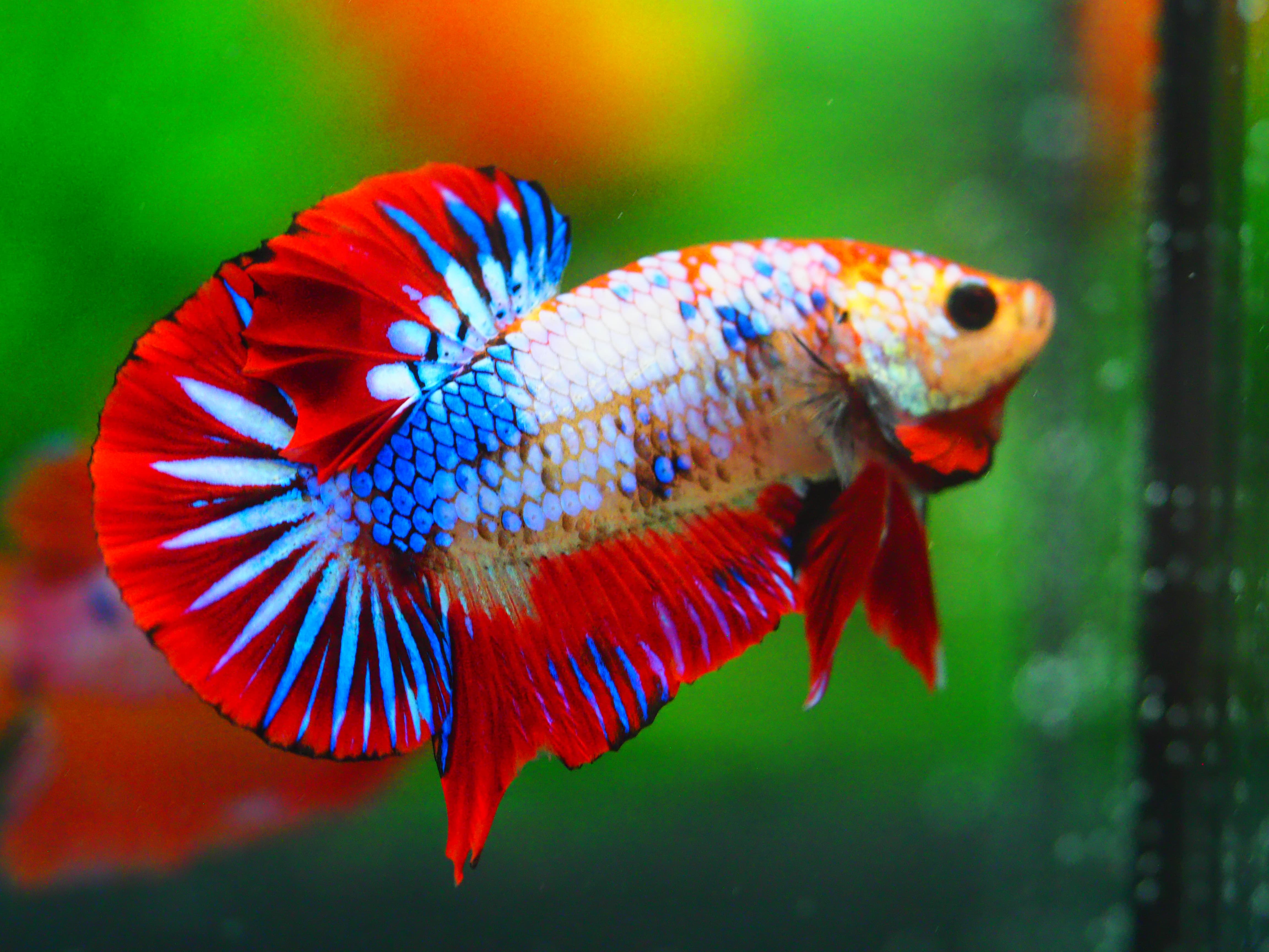 HMPK FANCY MALE GRADE A +++