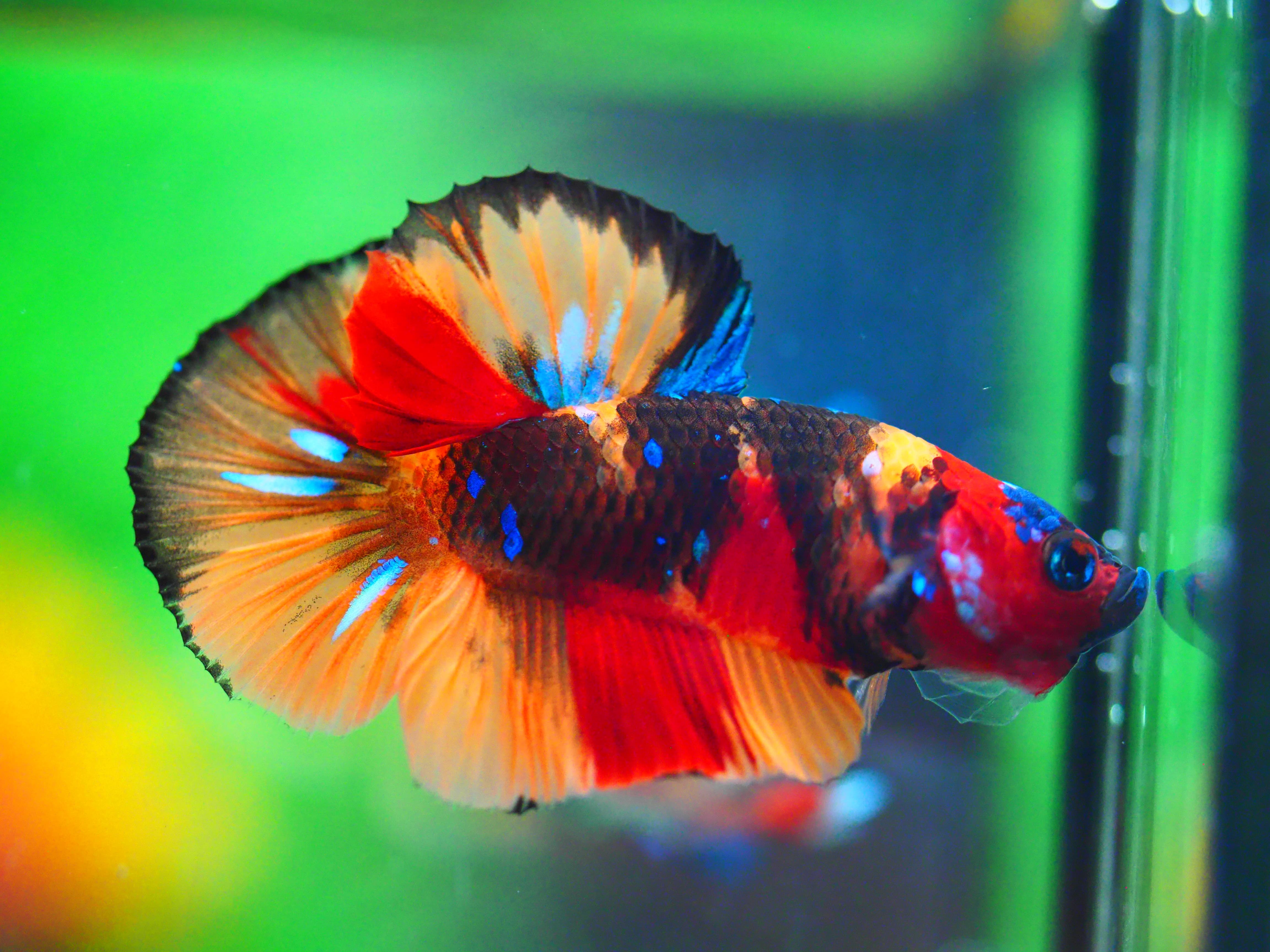HMPK NEMO MALE