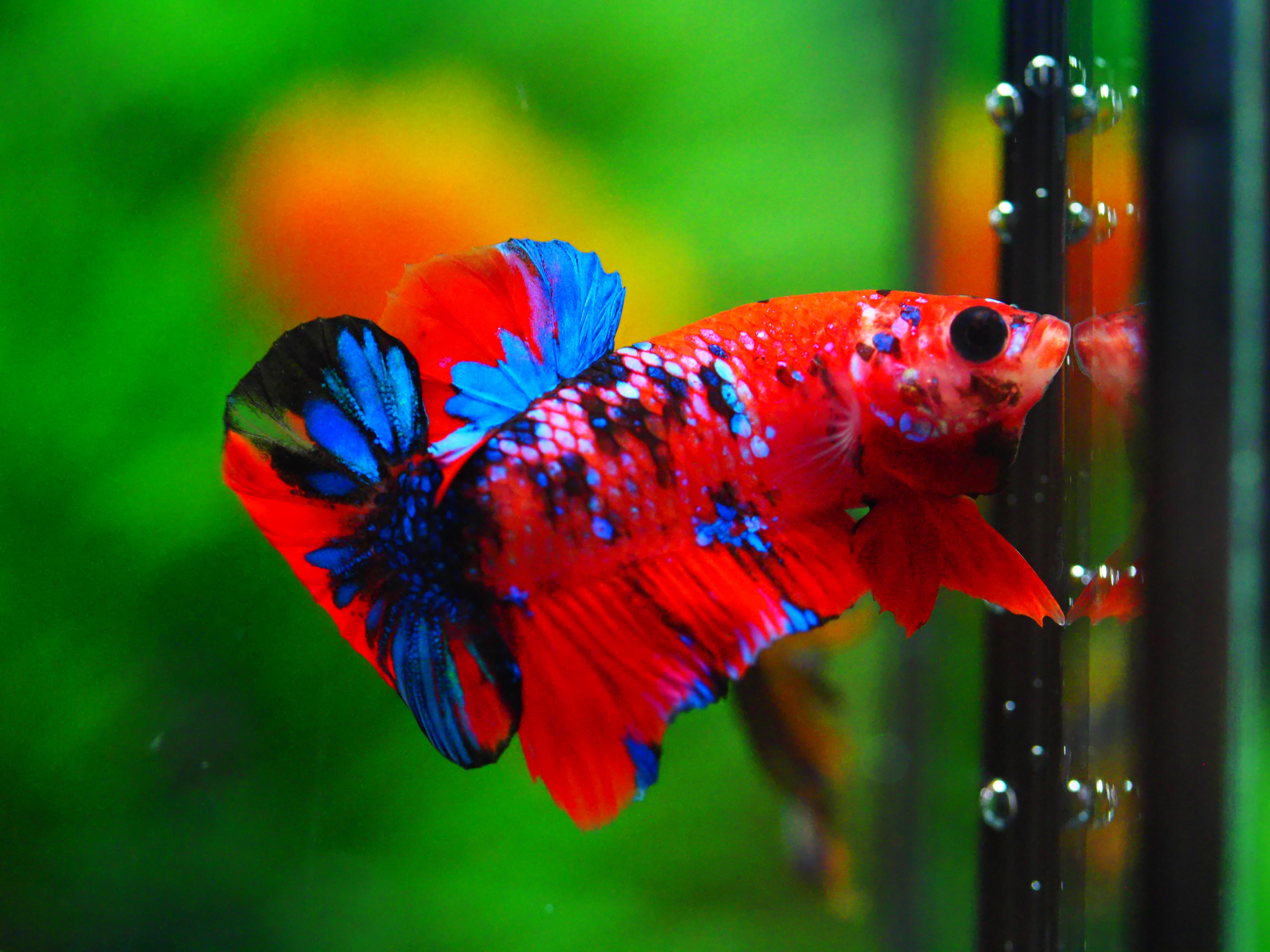 HMPK KOI GALAXY MALE GRADE A +++