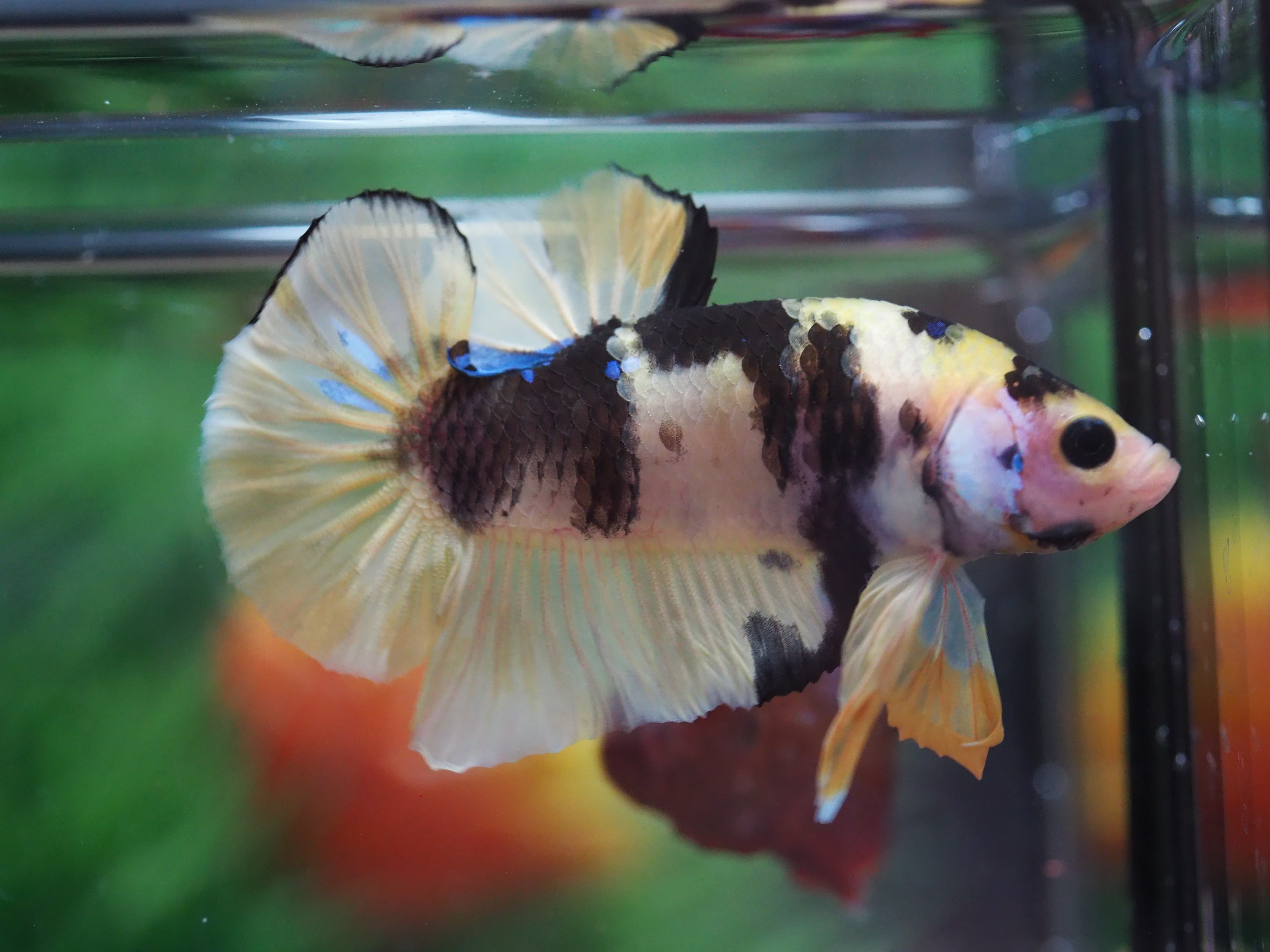 HMPK KOI YELLOW MALE GRADE A+++