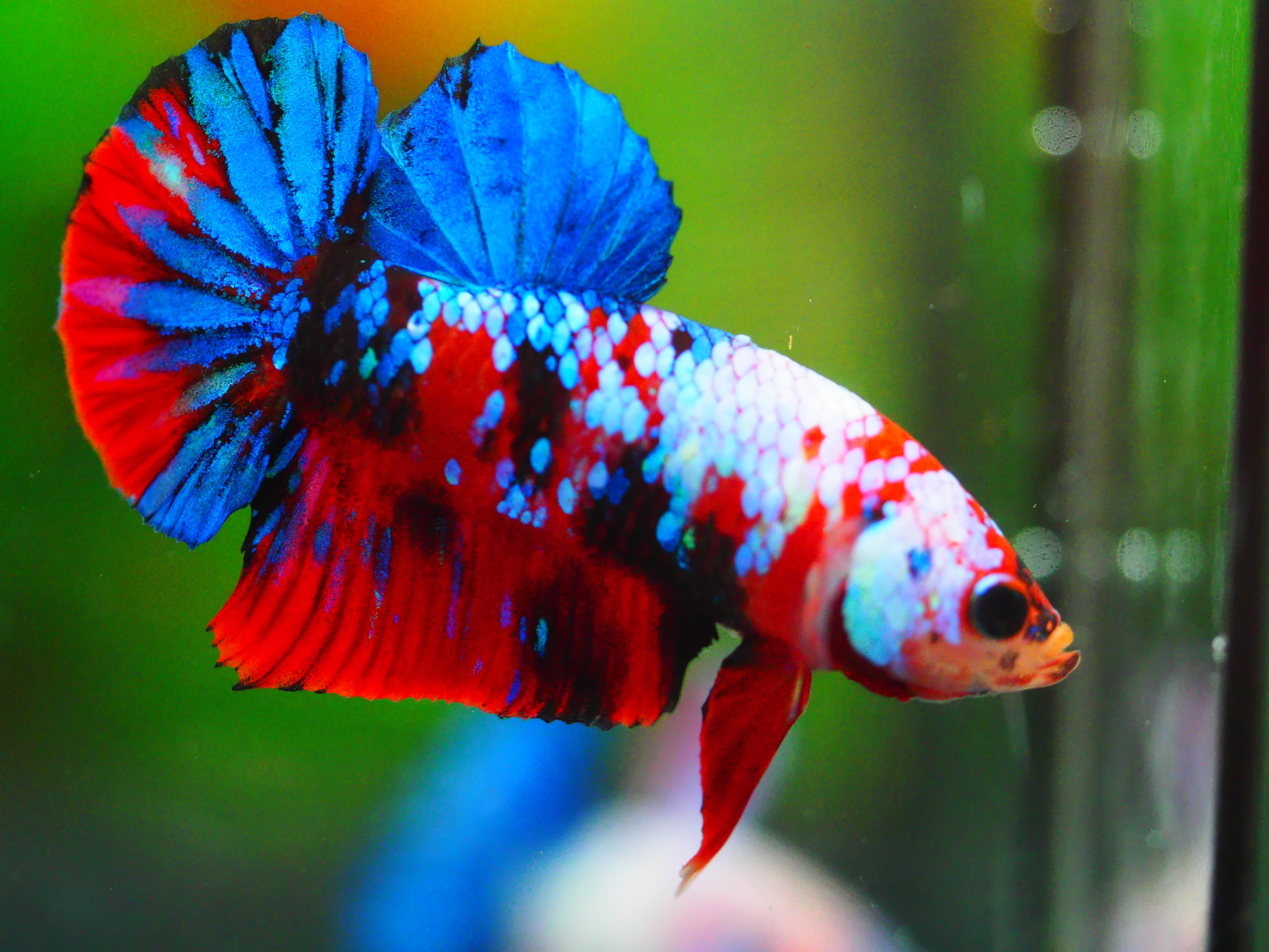 HMPK KOI GALAXY MALE GRADE A +++