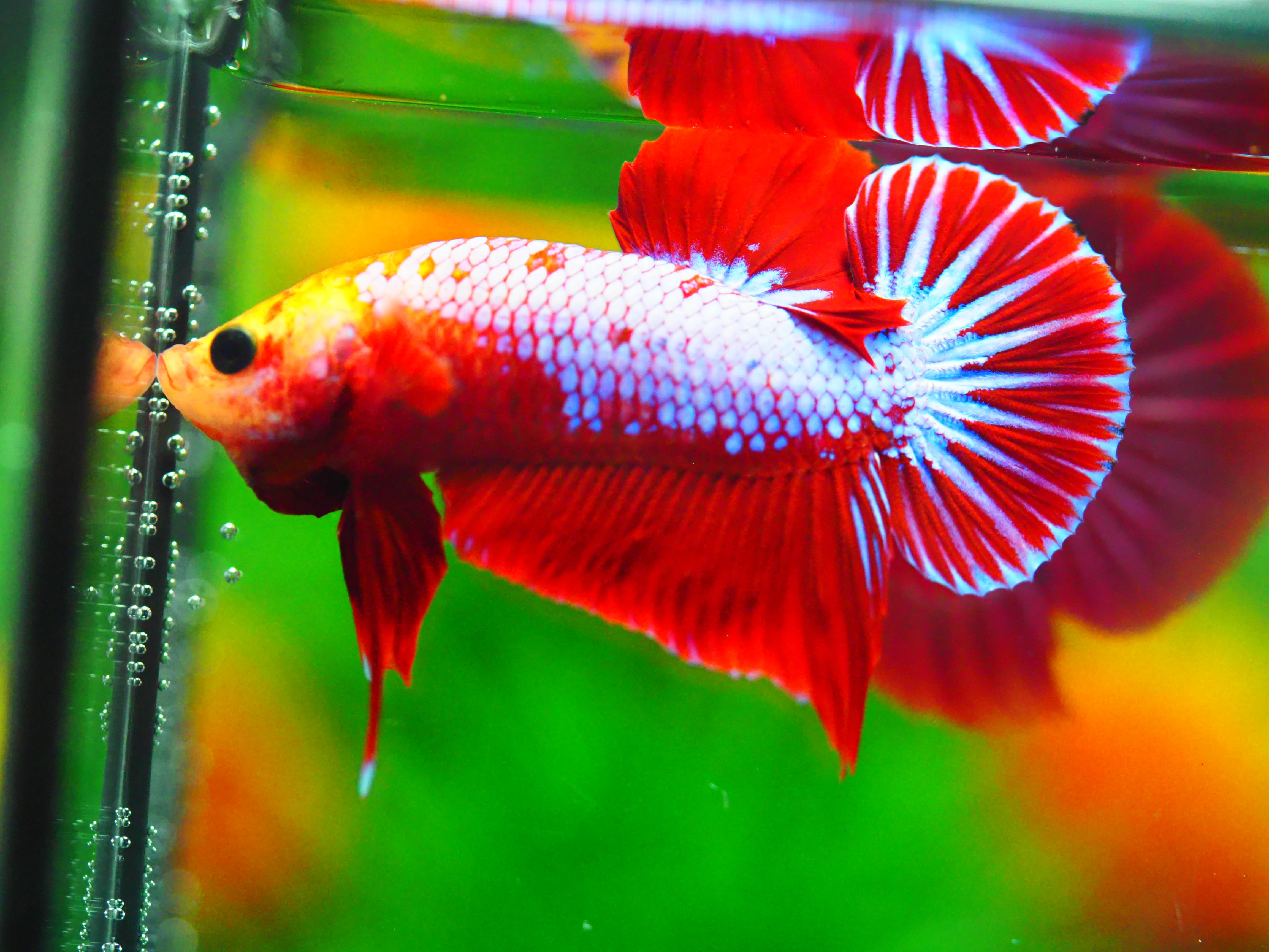 HMPK FANCY MALE GRADE A +++