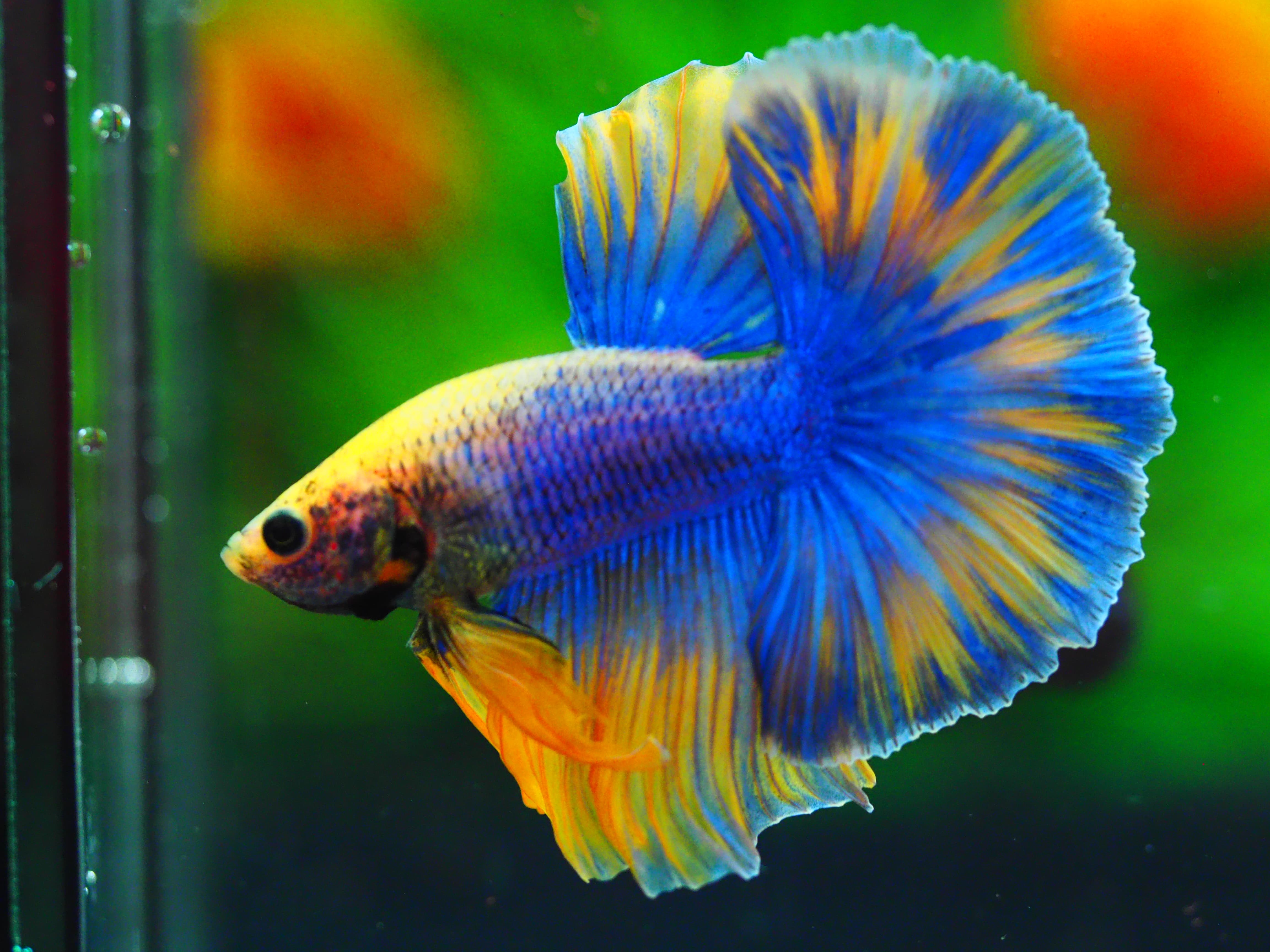 HM FANCY MALE GRADE A +++