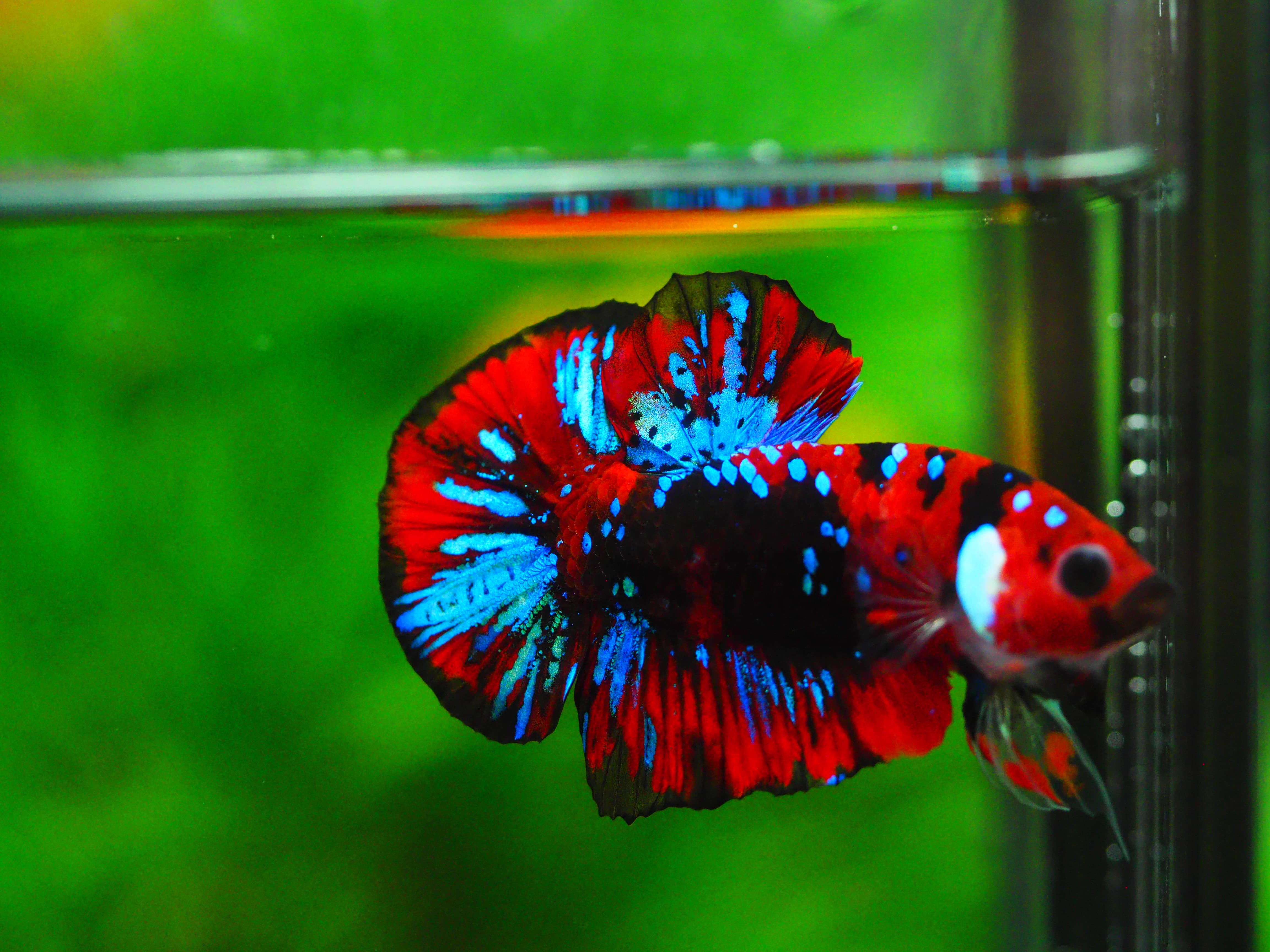 HMPK KOI GALAXY MALE GRADE A +++