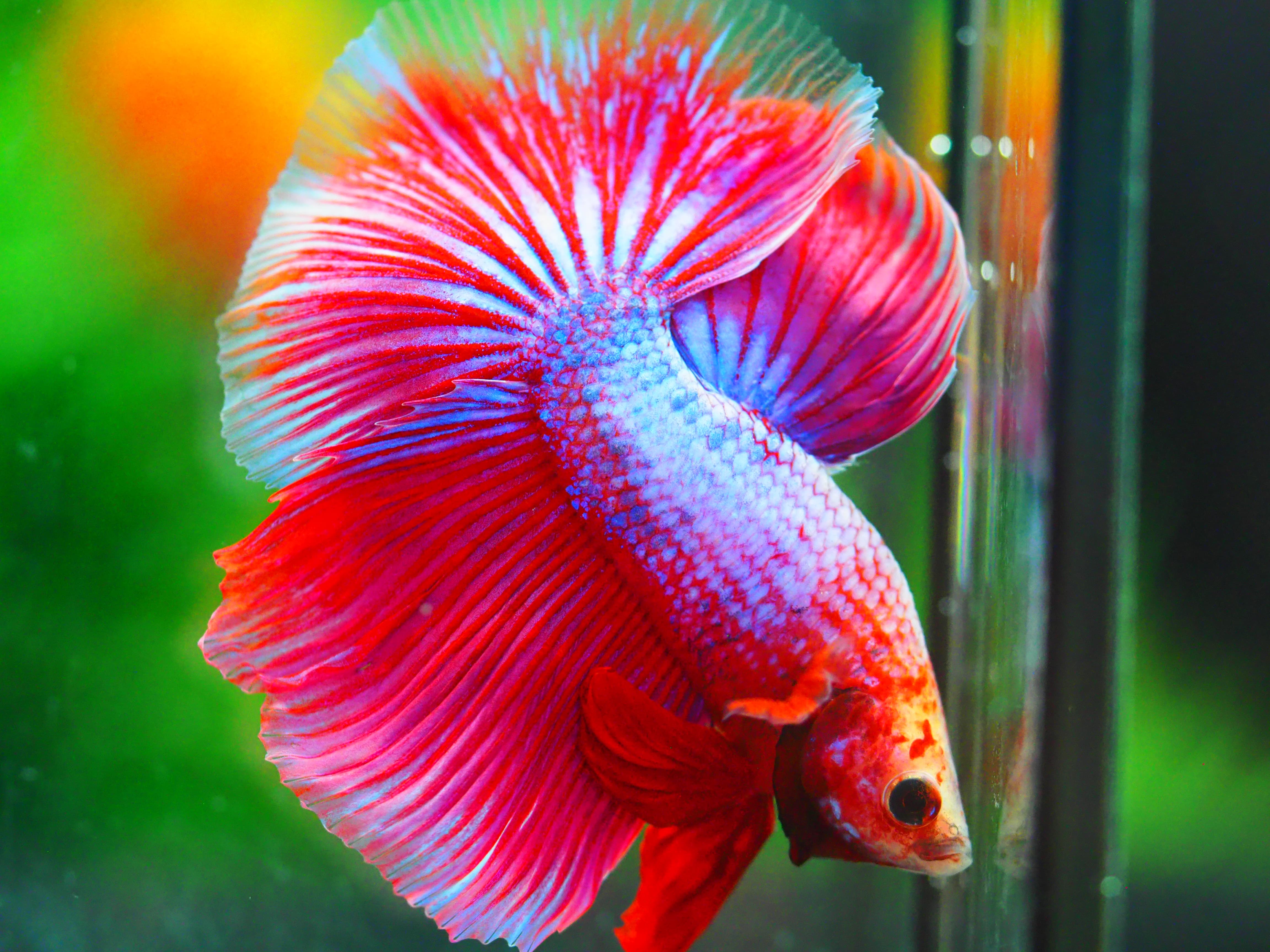 HM FANCY MALE GRADE A +++