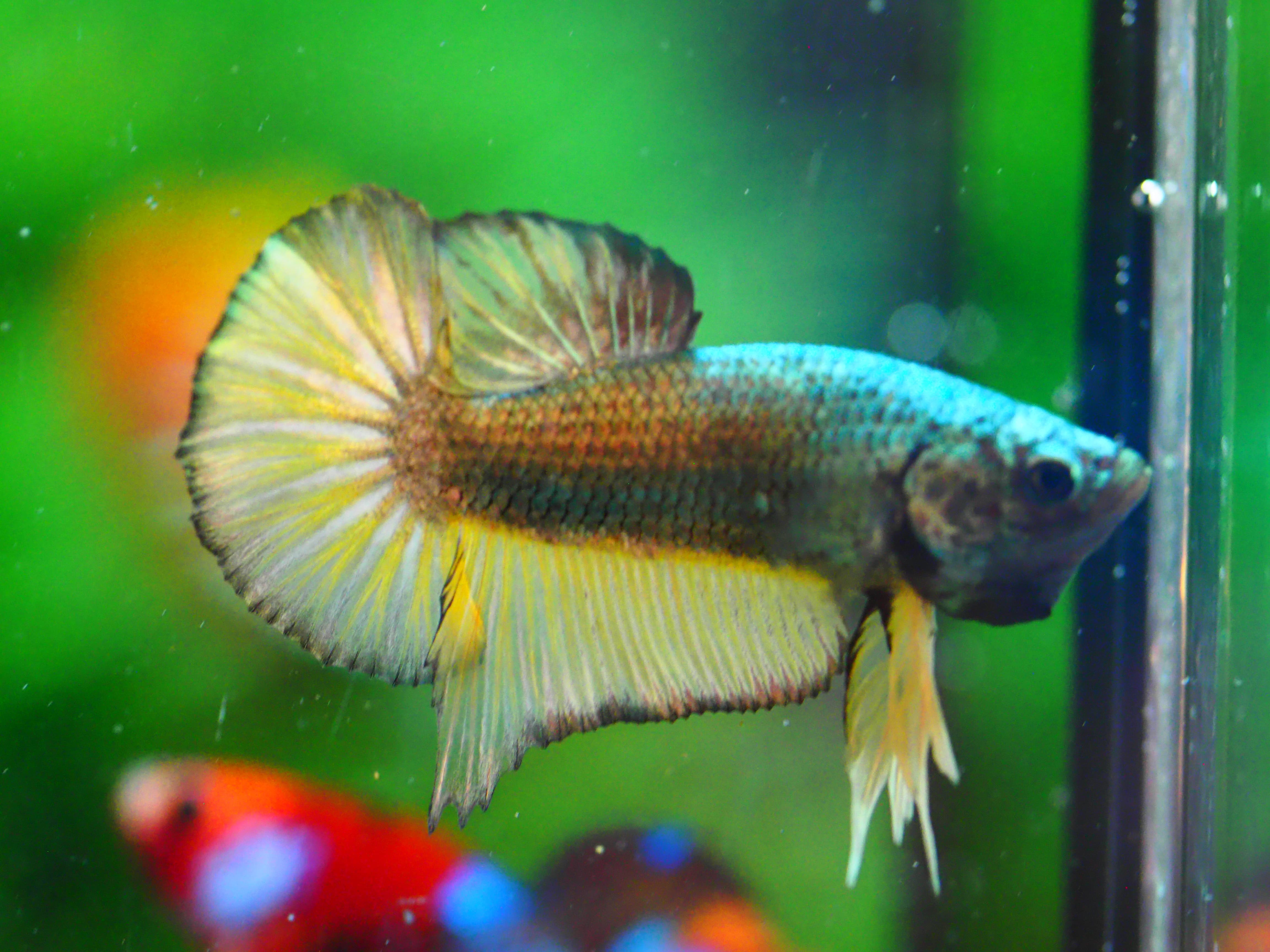 HMPK COPPER FANCY MALE GRADE A +++