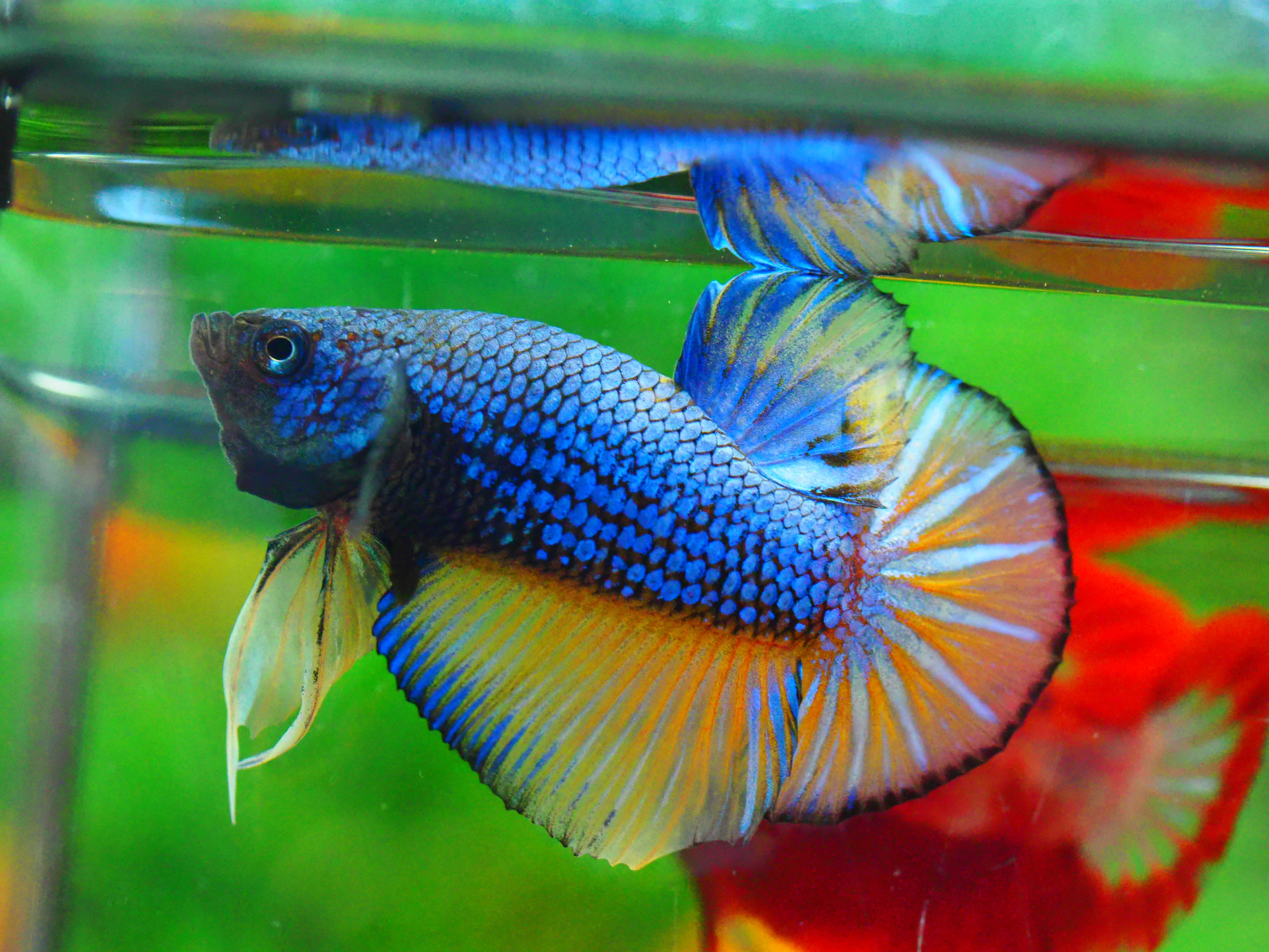 HMPK FANCY MALE GRADE A +++