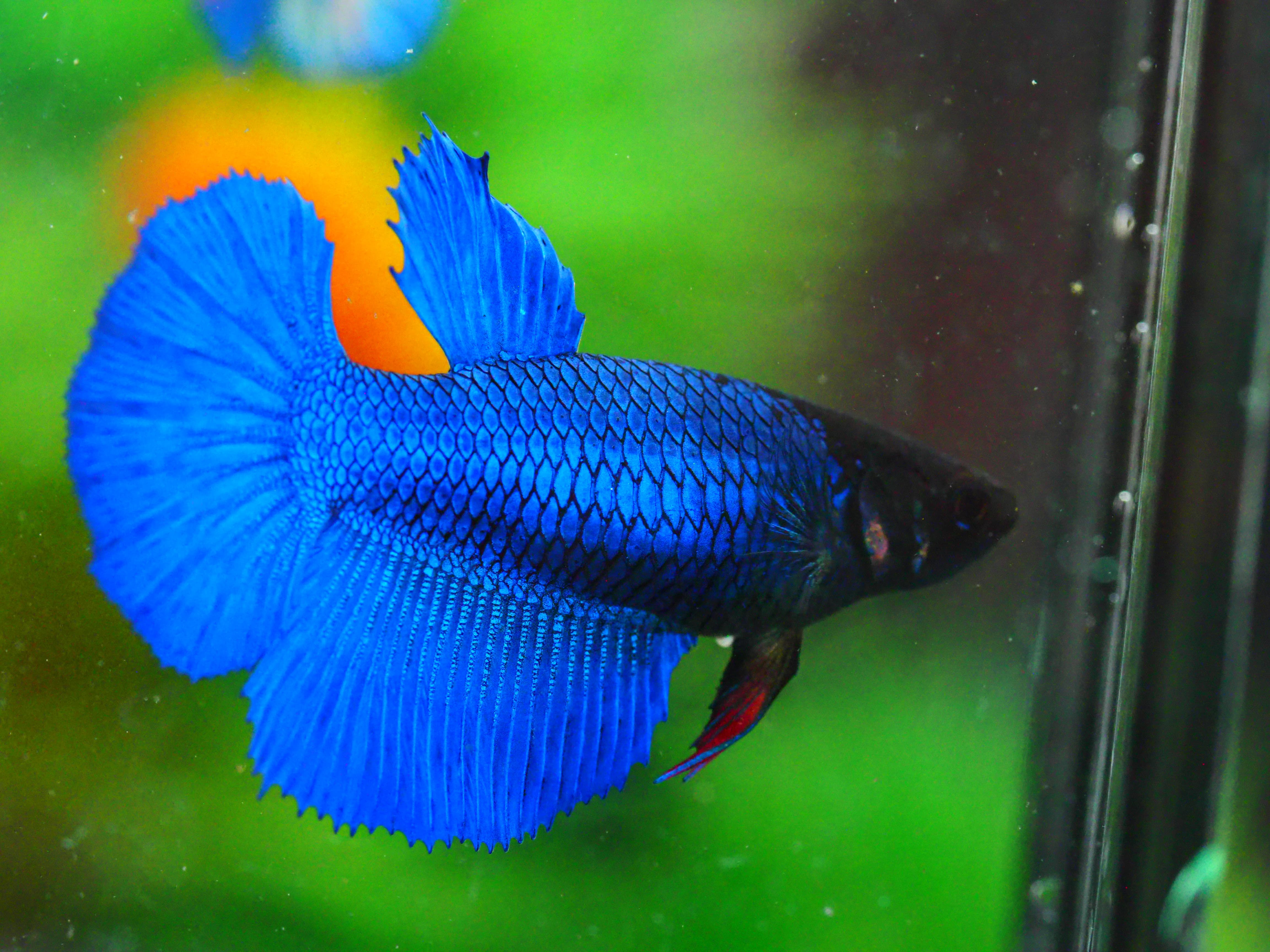 HM FANCY FNMALE GRADE A +++