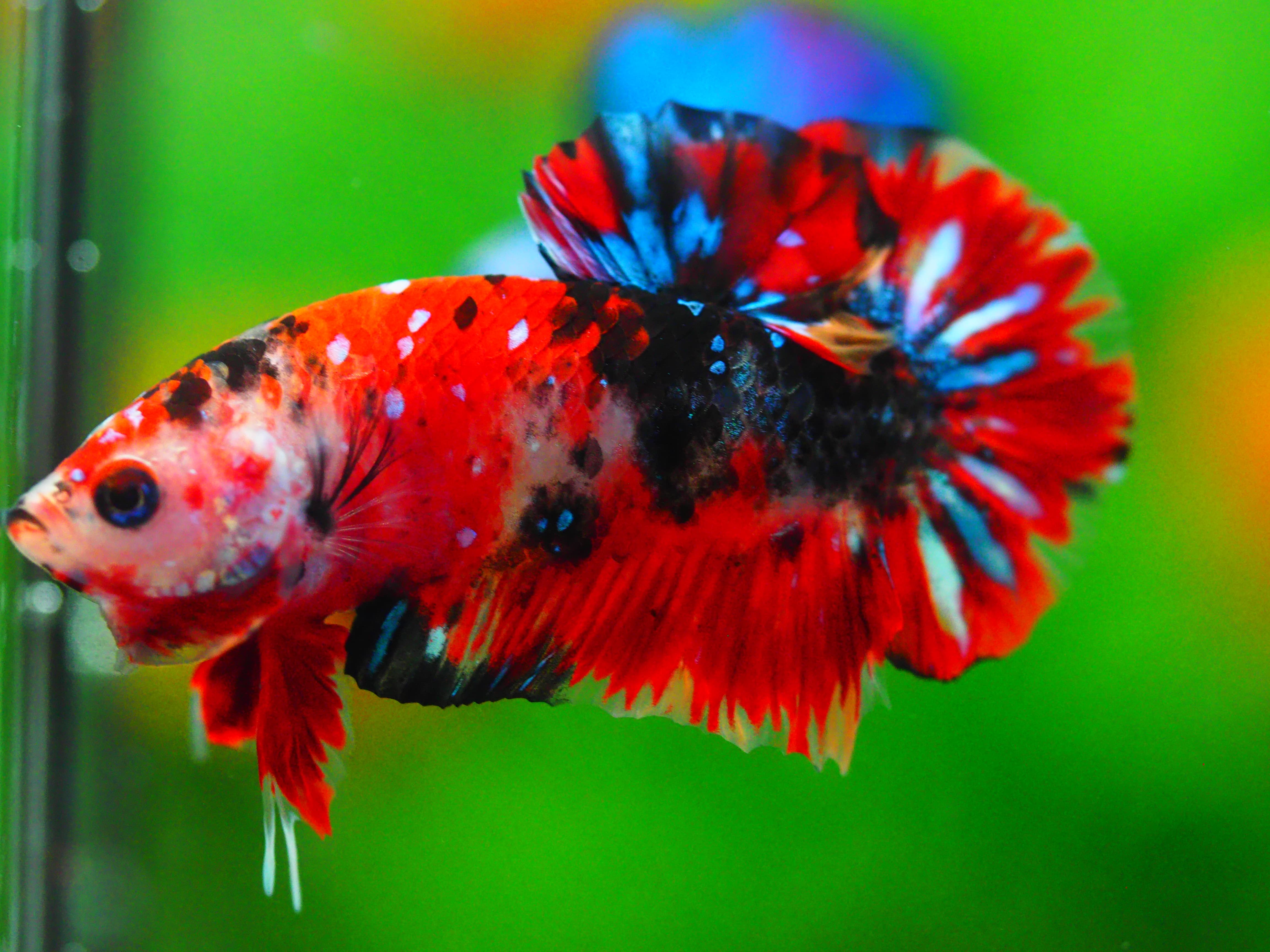 HMPK KOI GALAXY MALE GRADE A +++