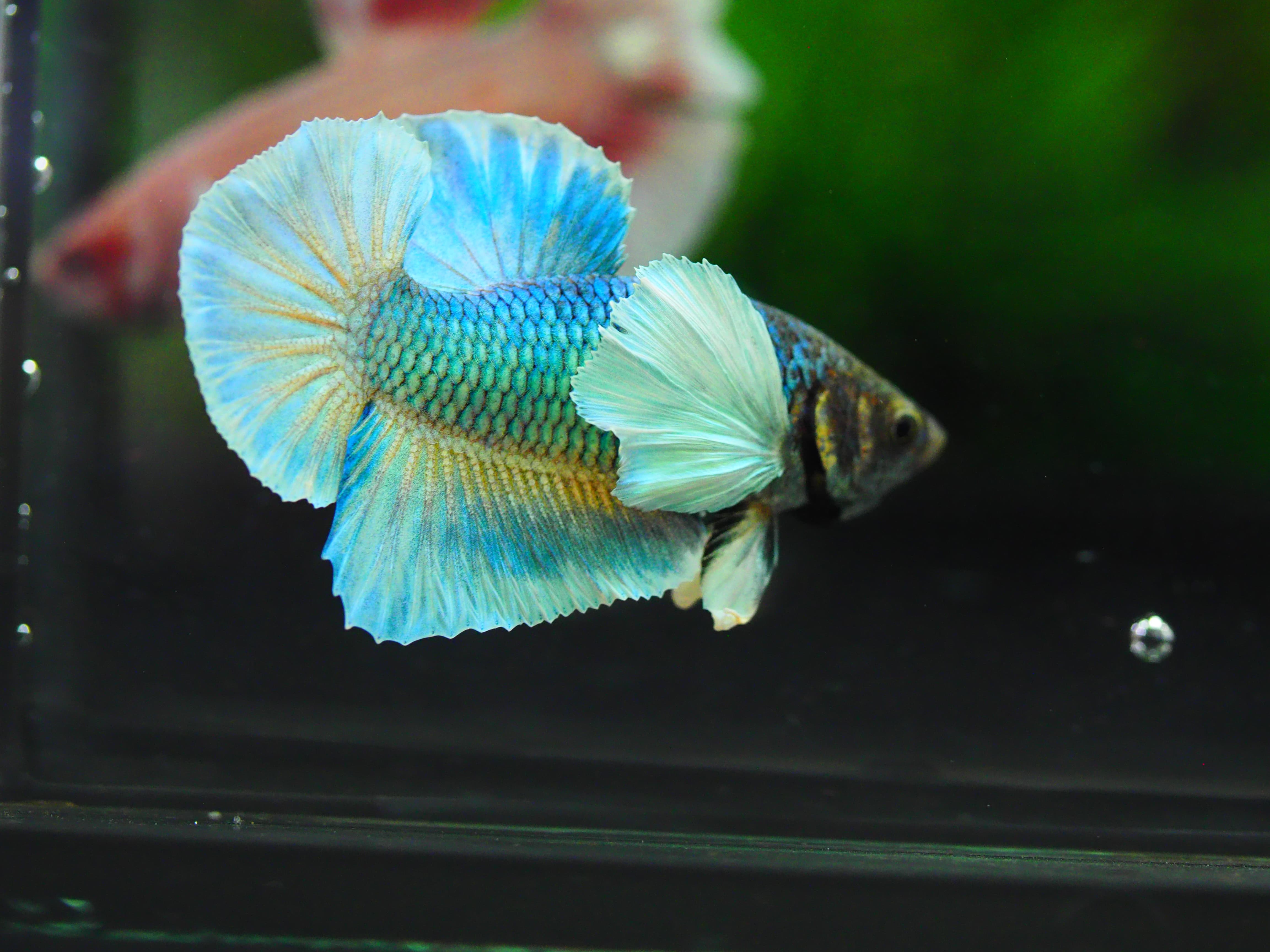 HMPK DUMBO MALE GRADE A++