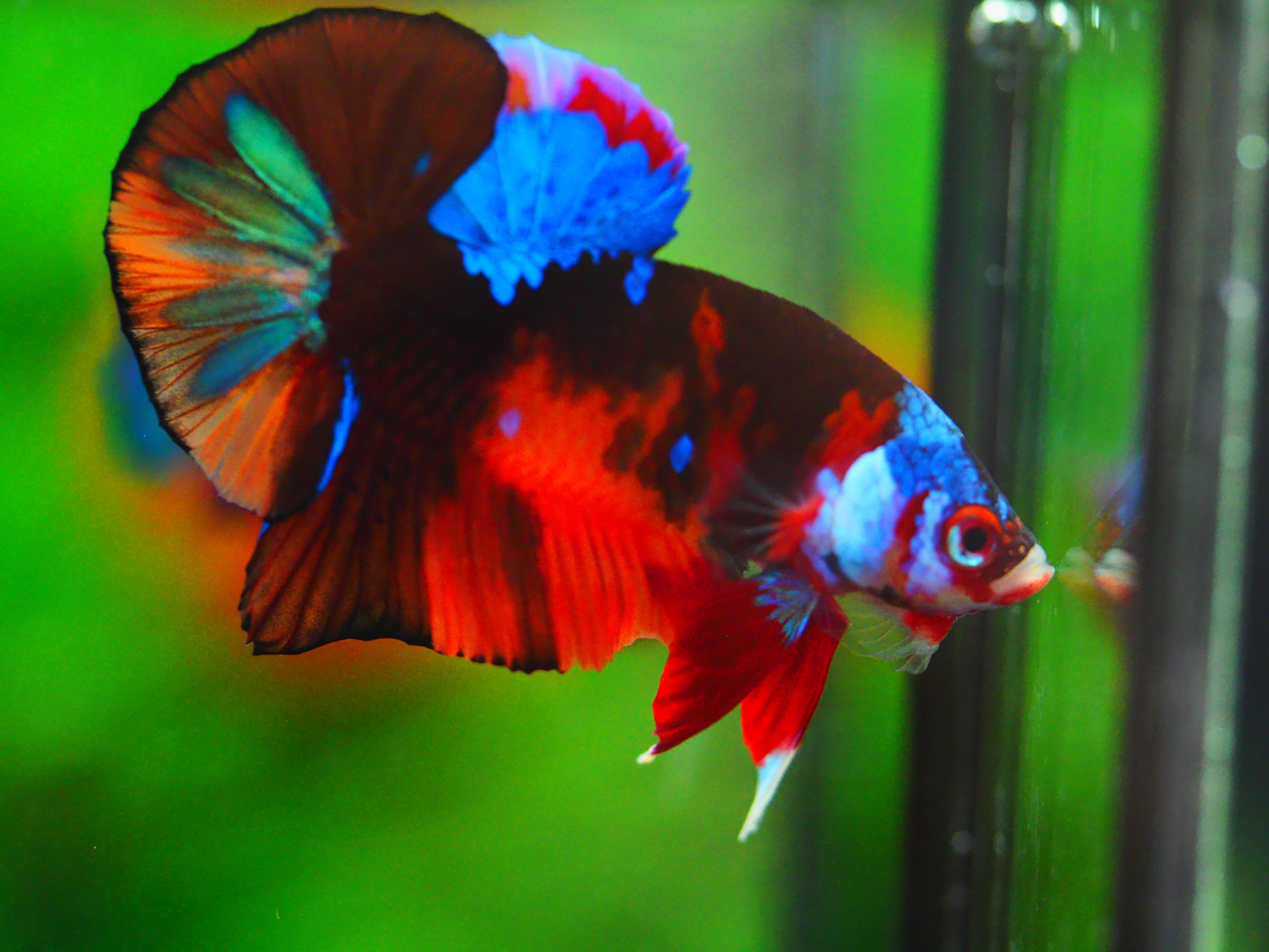 HMPK NEMO GALAXY MALE GRADE A +++