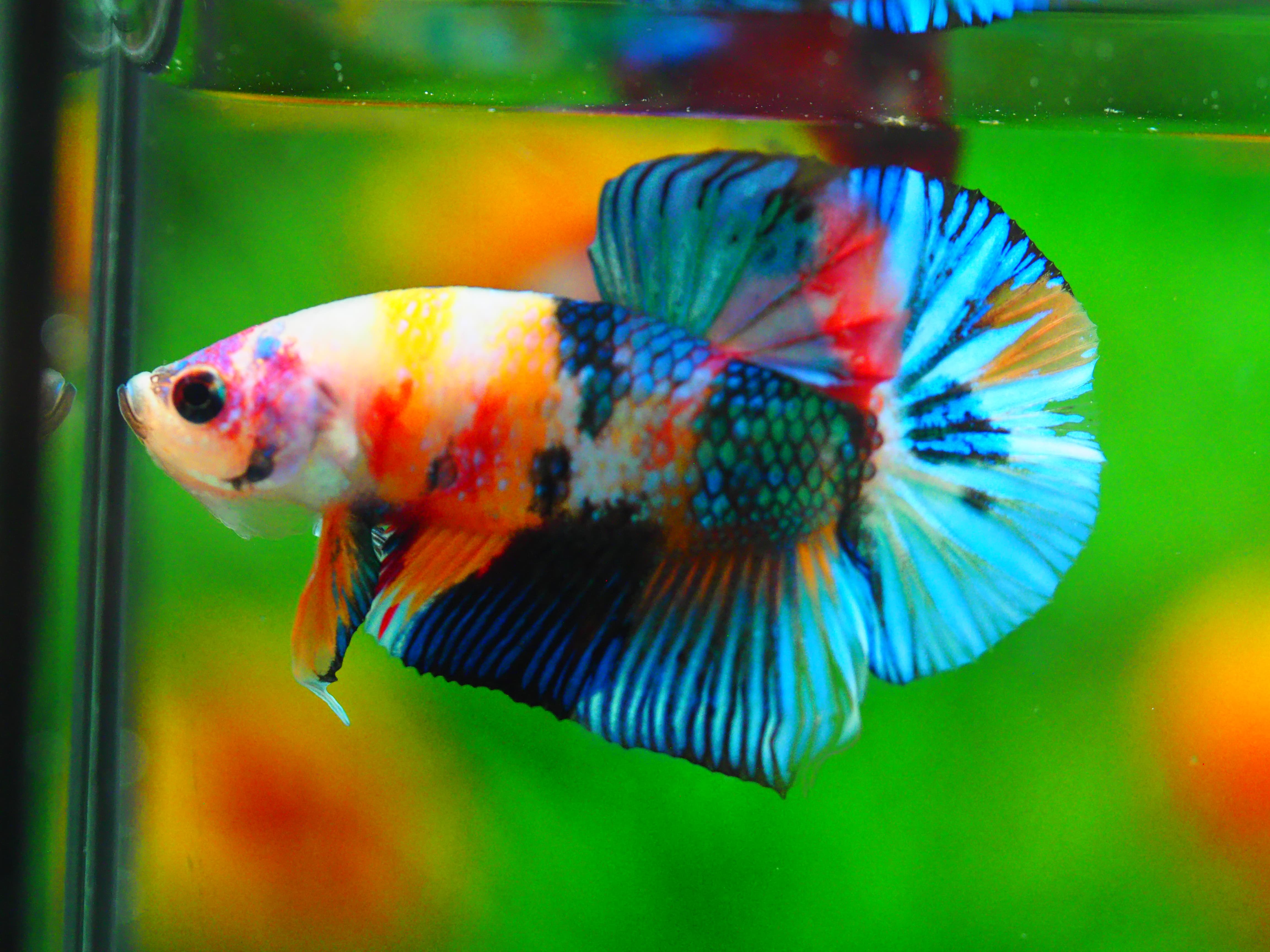 HMPK KOI GALAXY MALE GRADE A +++