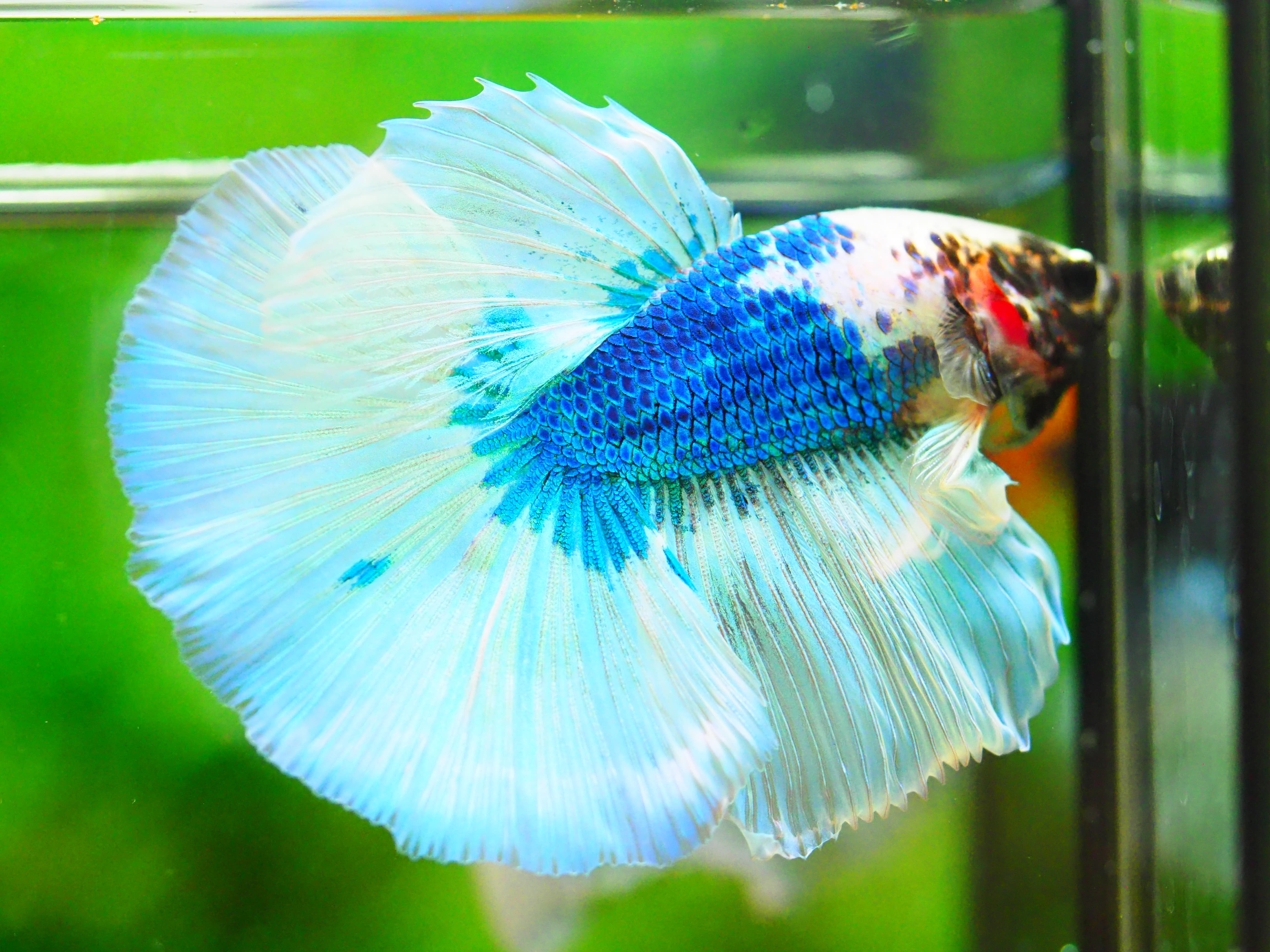 HM FANCY MALE GRADE A +++