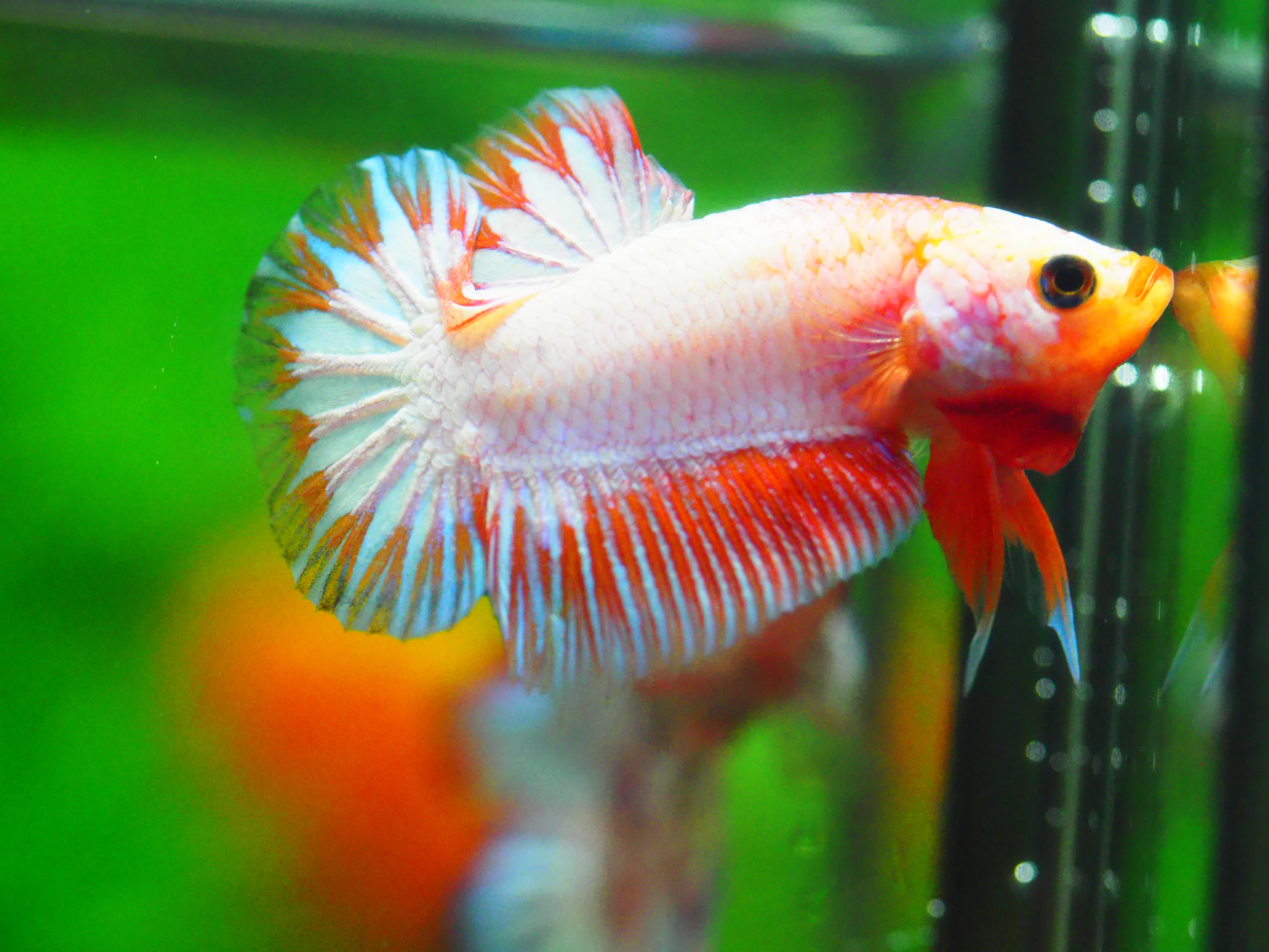 HMPK FANCY MALE GRADE A +++