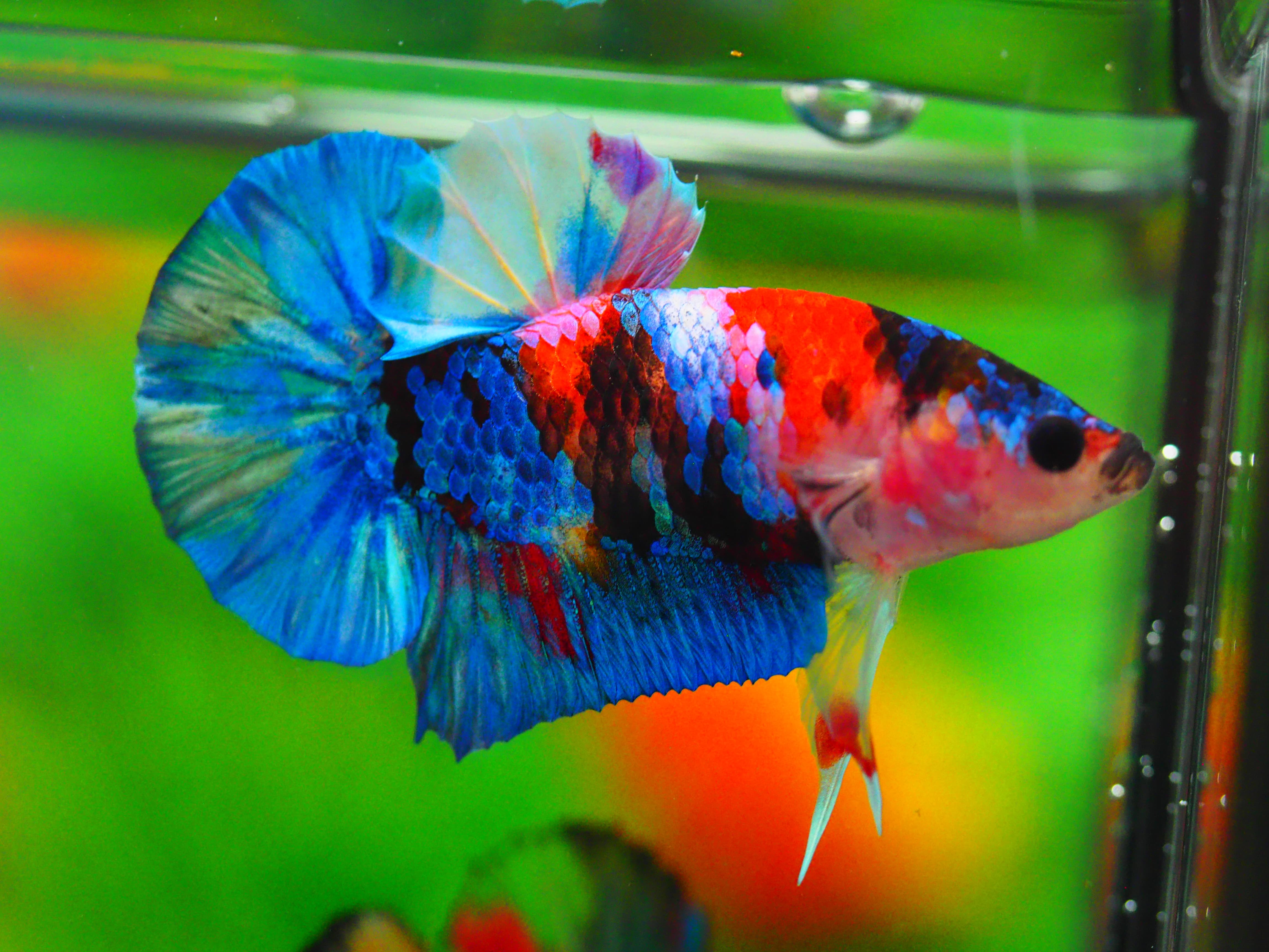 HMPK KOI GALAXY MALE GRADE A +++