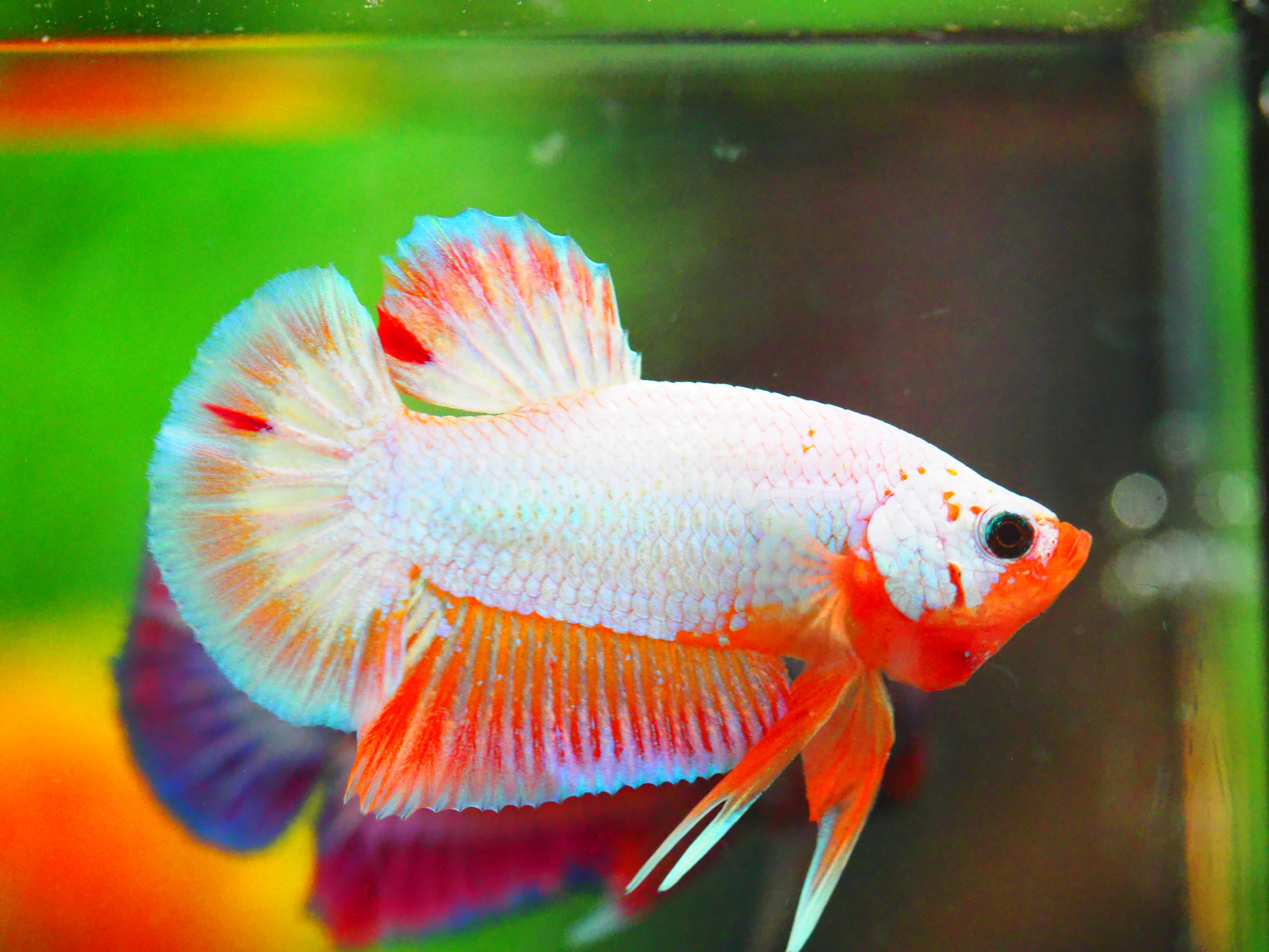 HMPK FANCY MALE GRADE A +++