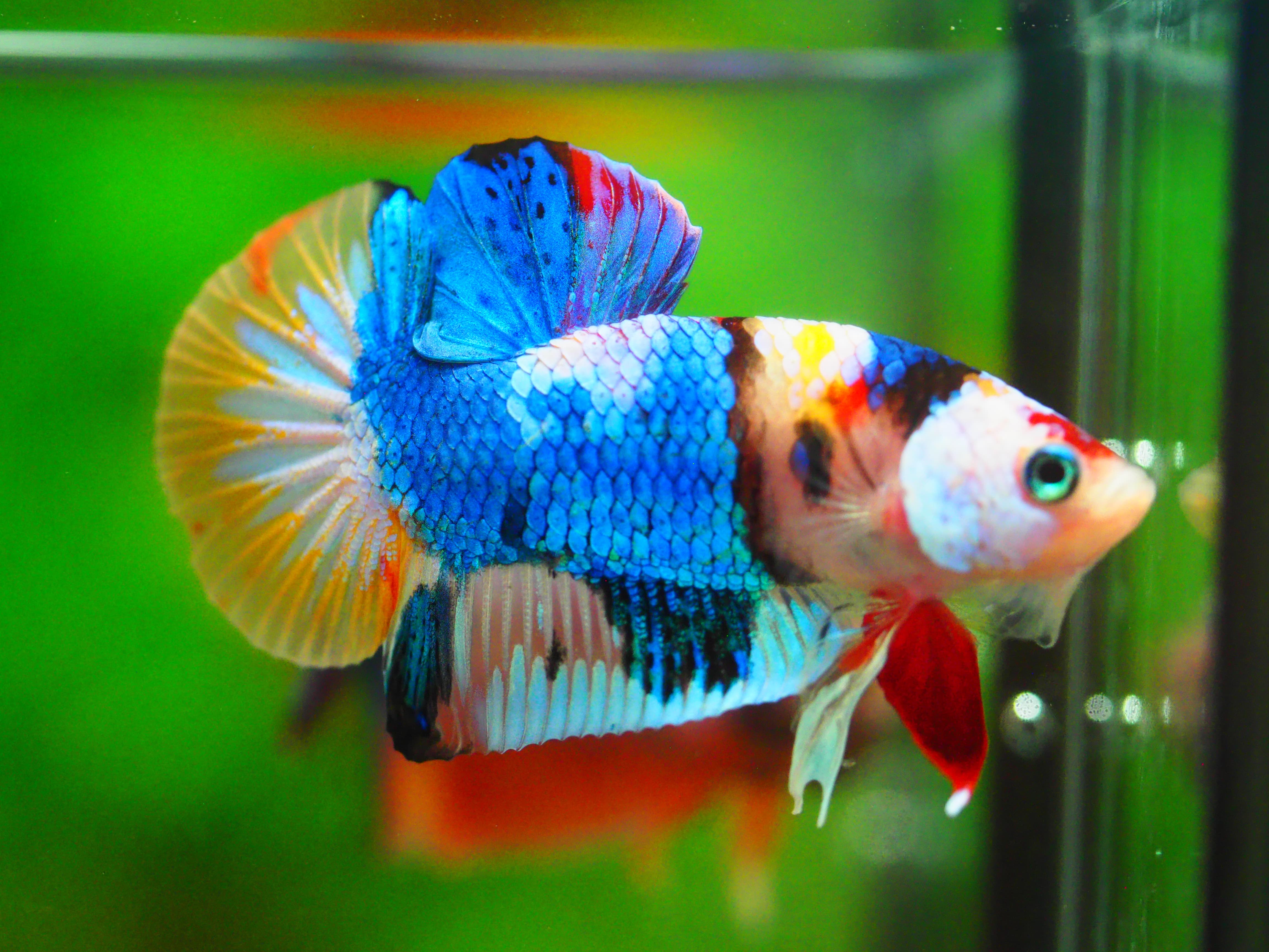 HMPK KOI GALAXY MALE GRADE A +++