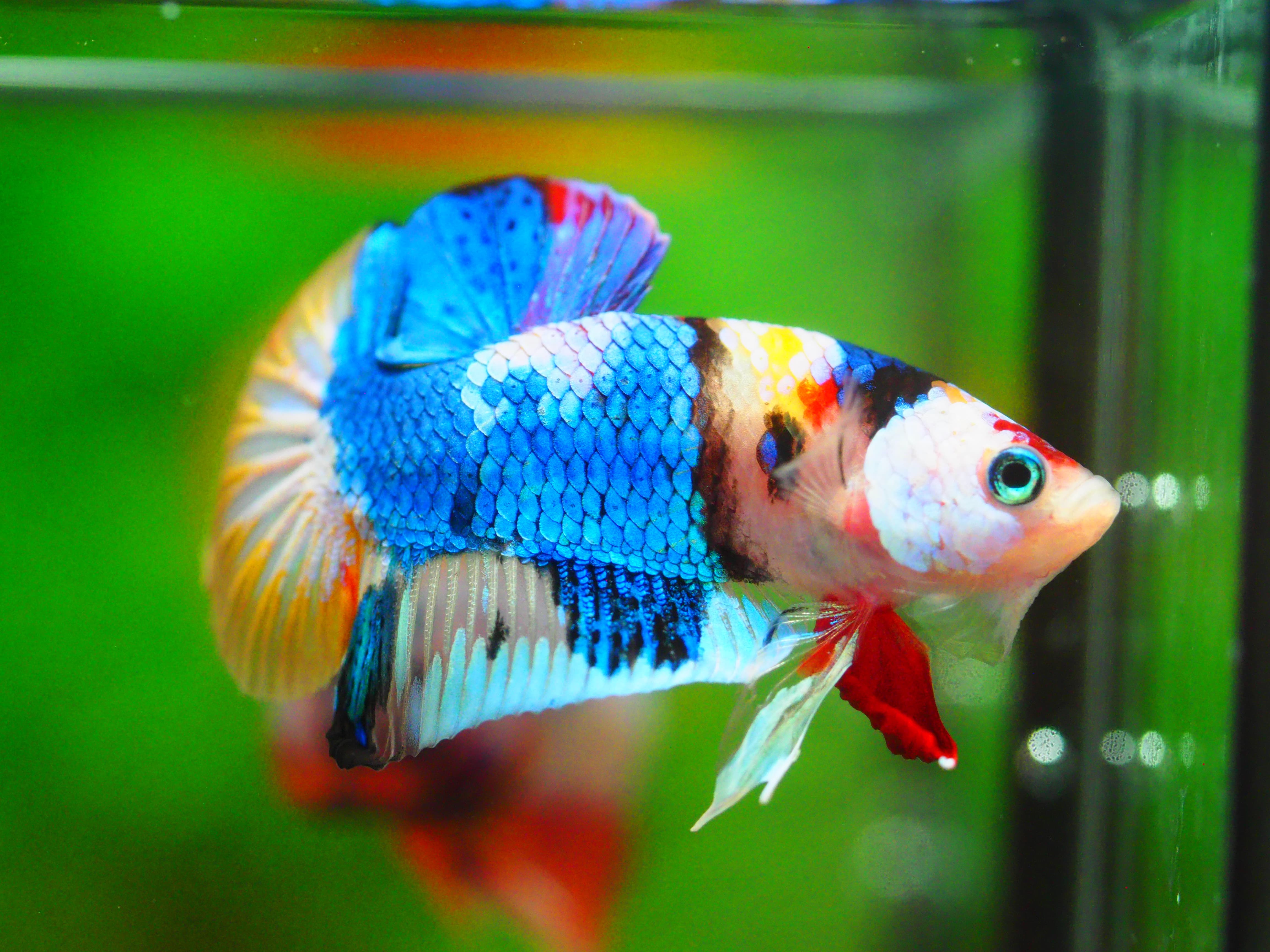 HMPK KOI GALAXY MALE GRADE A +++