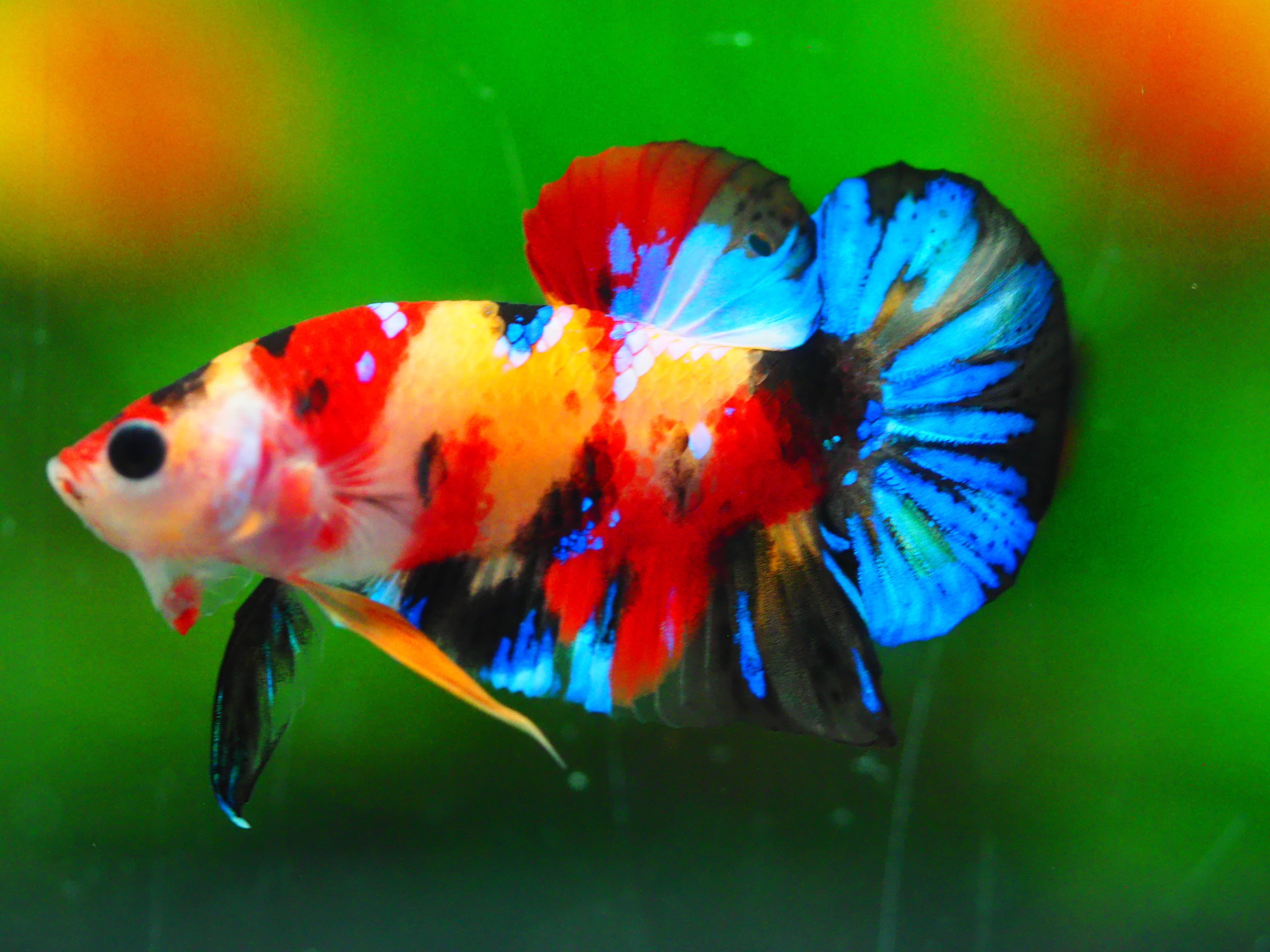 HMPK KOI NEMO GALAXY MALE GRADE A +++