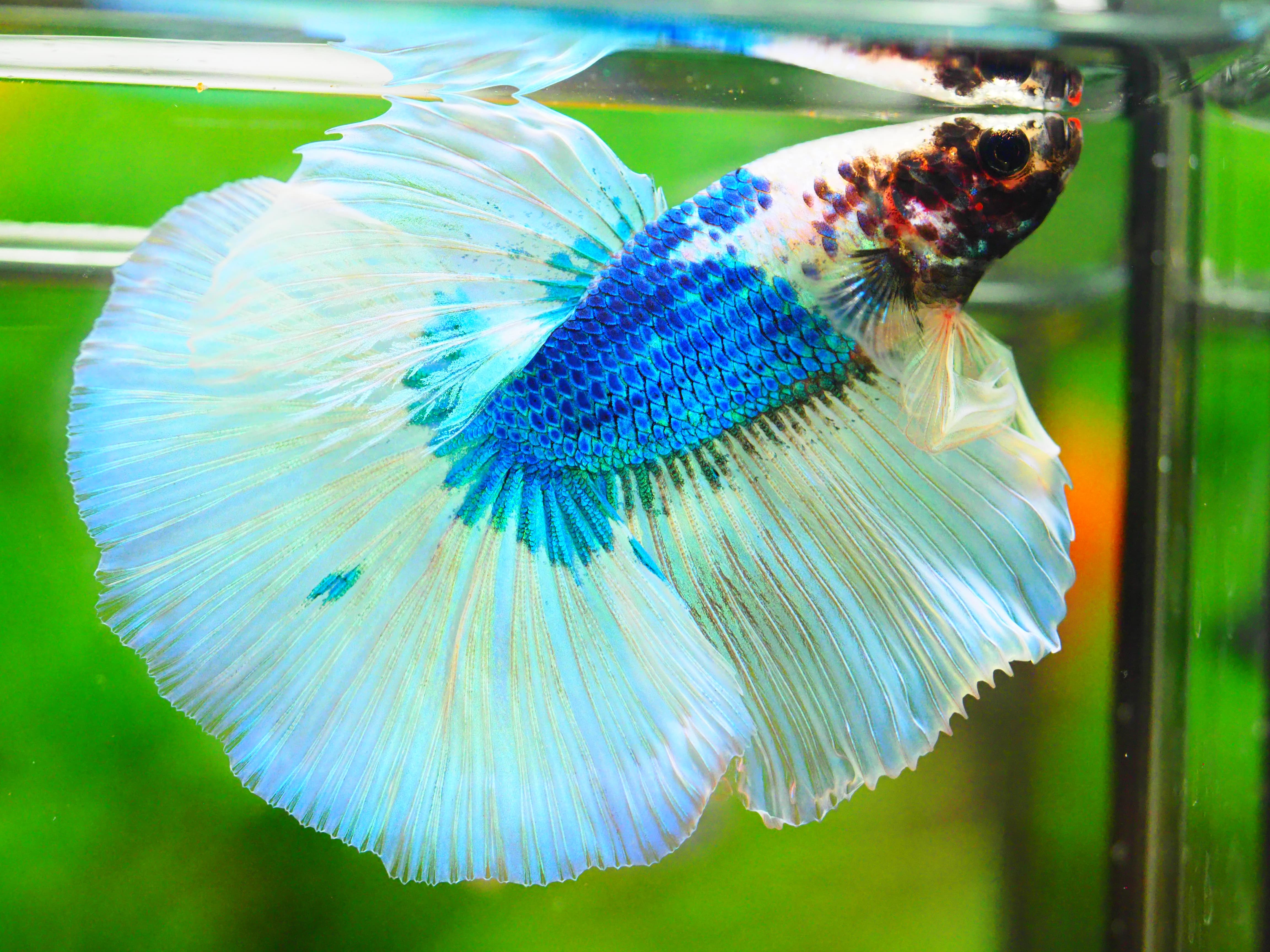 HM FANCY MALE GRADE A +++