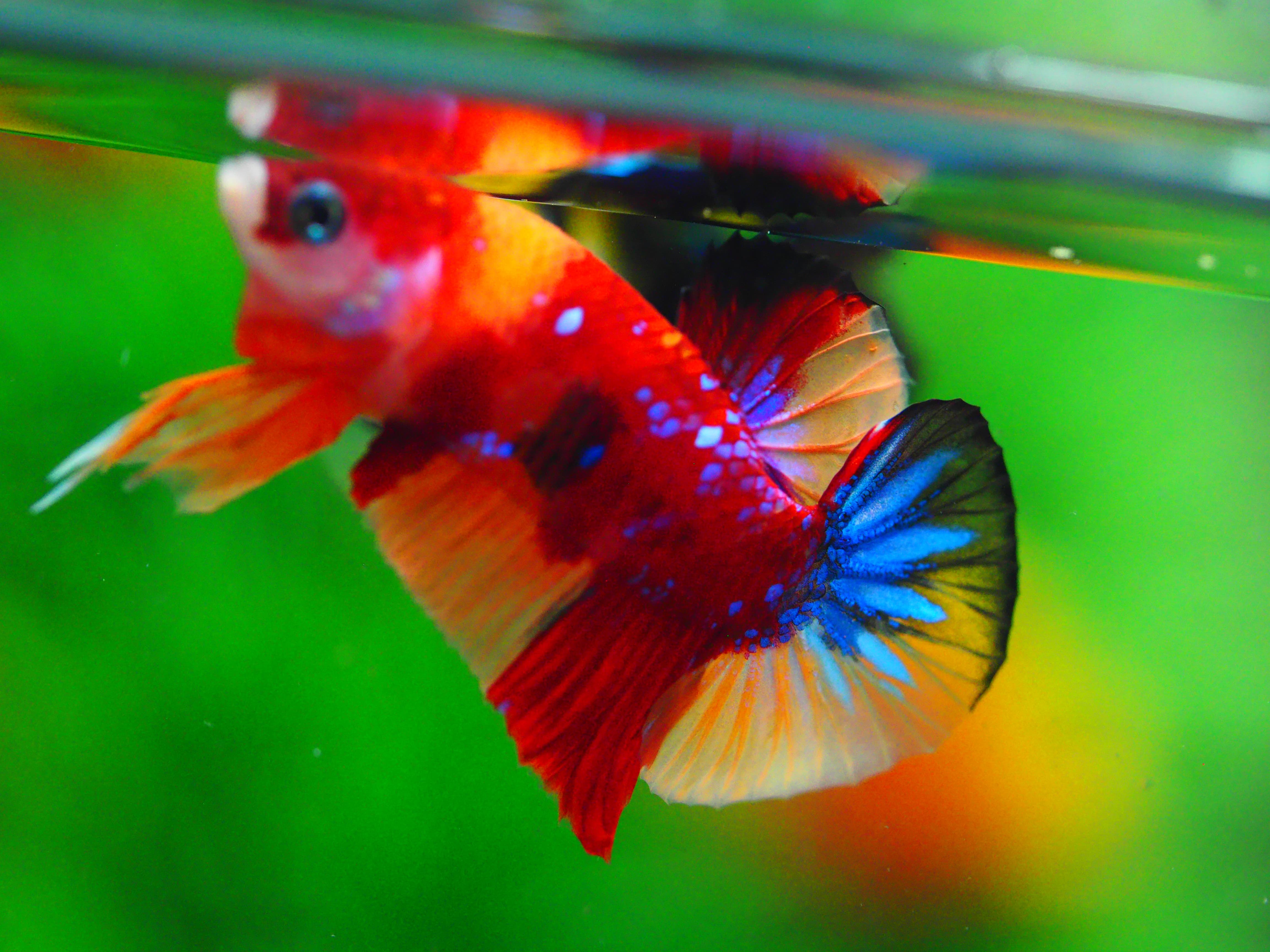 HMPK NEMO MALE GRADE A +++