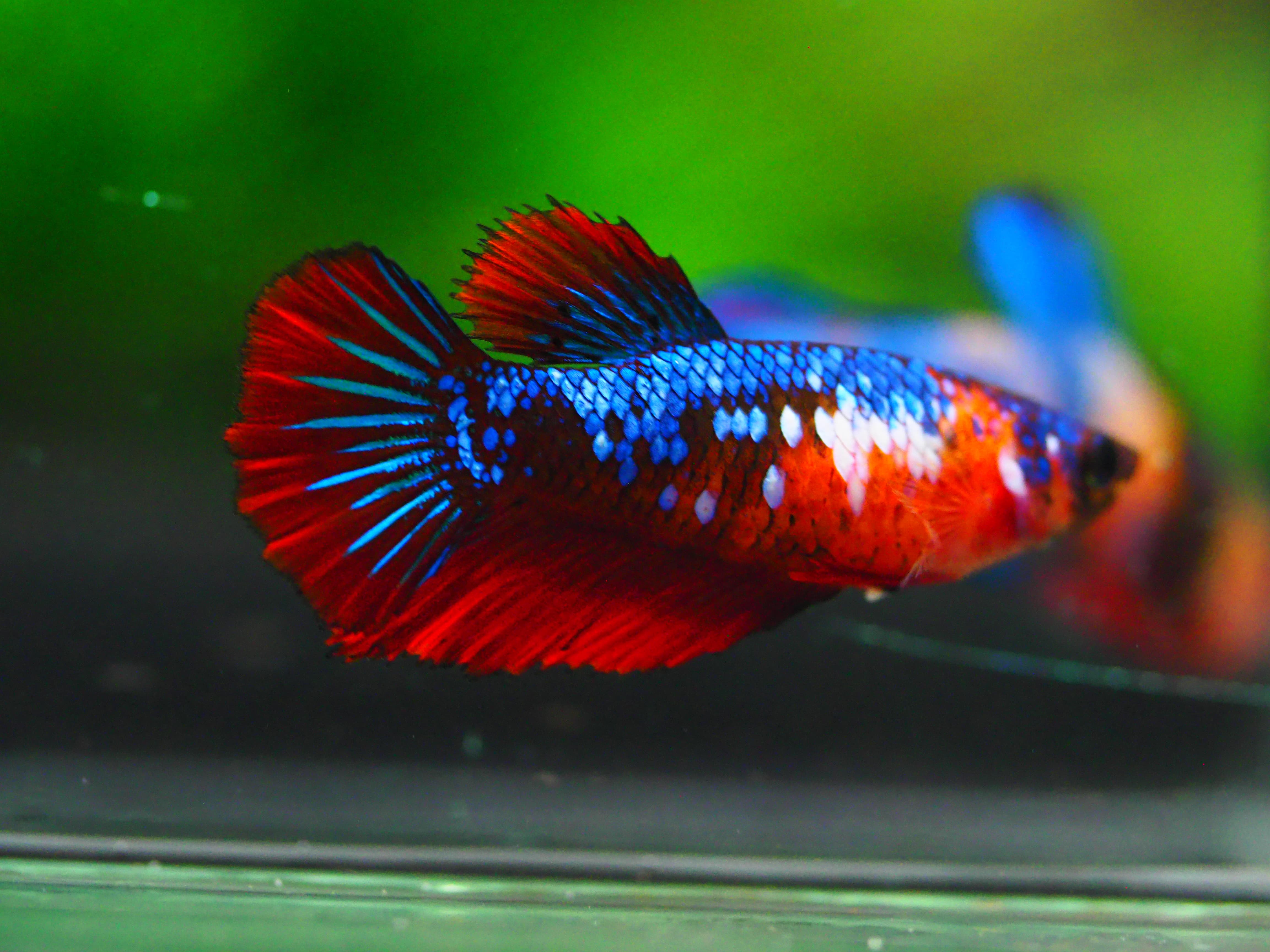 HM KOI GALAXY FN MALE GRADE A +++