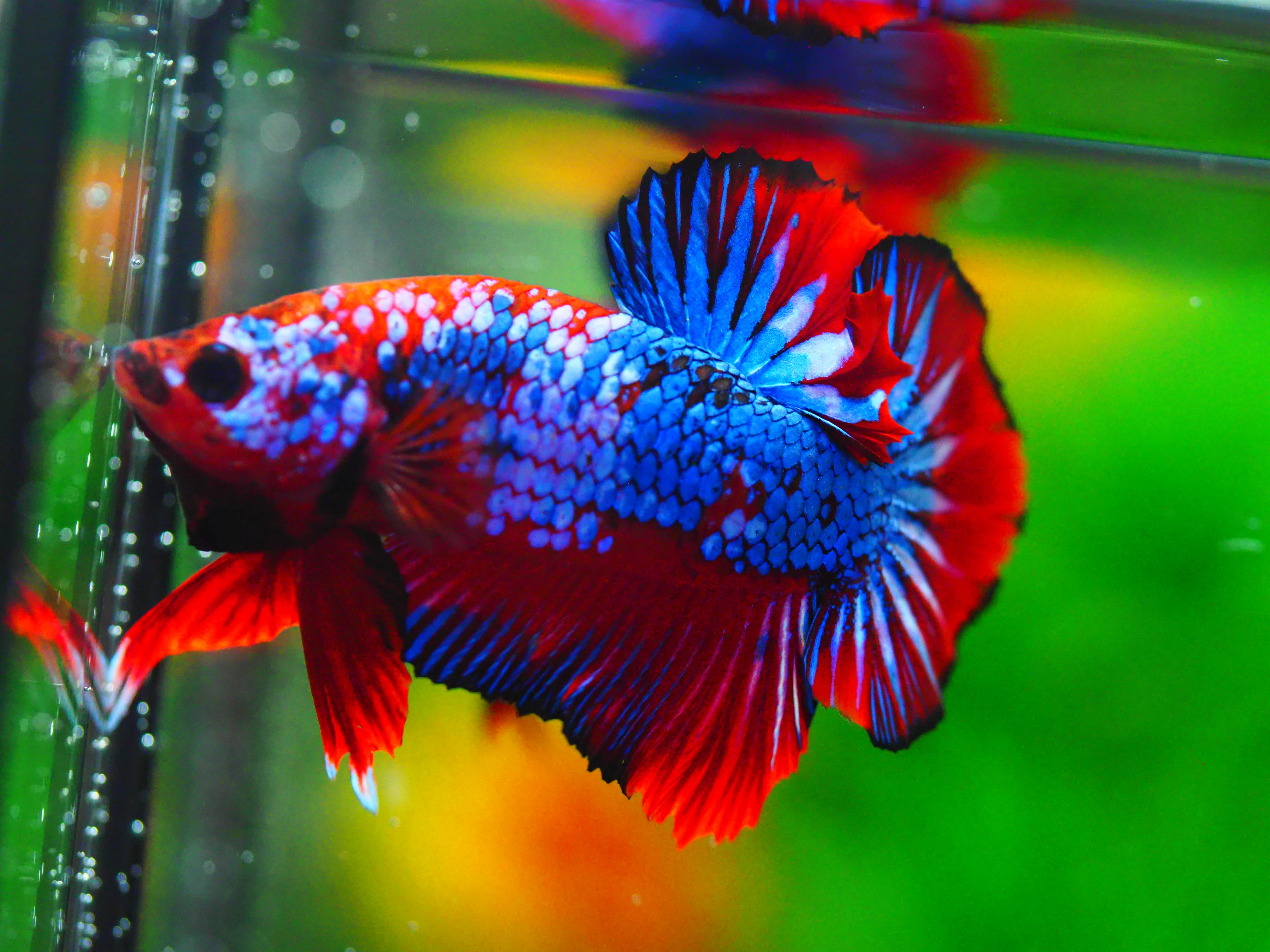 HMPK FANCY MALE GRADE A +++