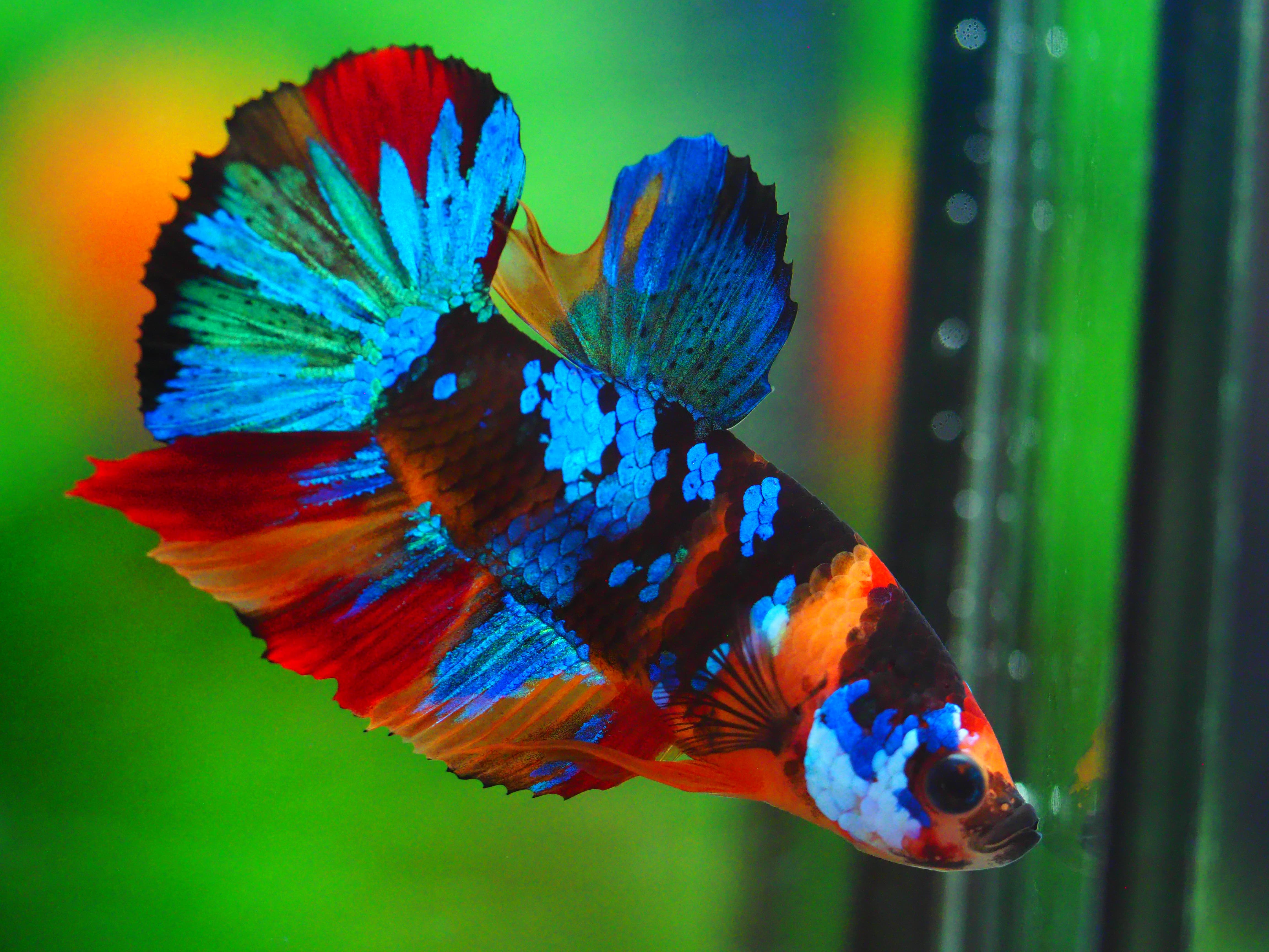 HMPK KOI GALAXY MALE GRADE A +++