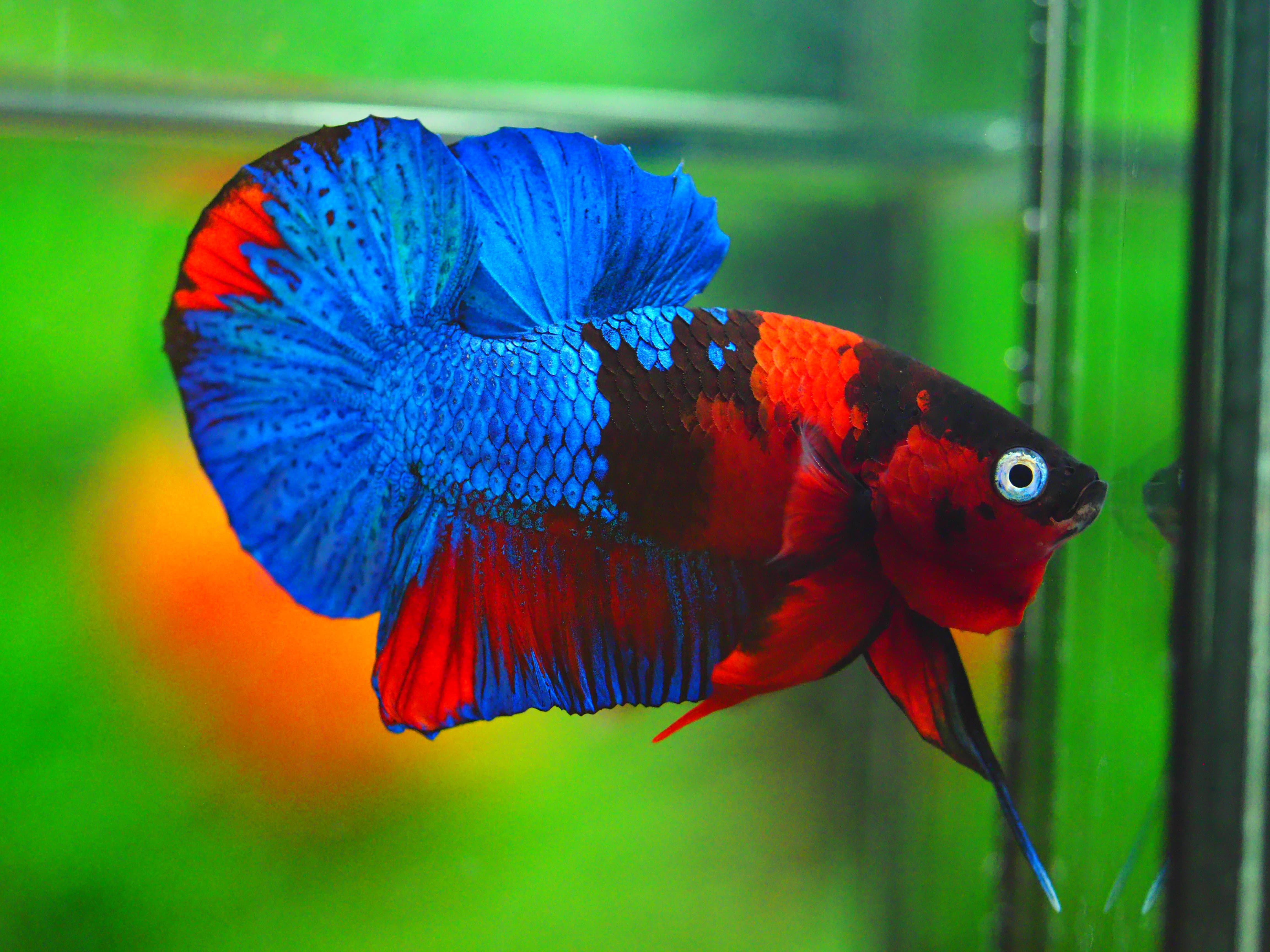 HMPK KOI GALAXY MALE GRADE A +++