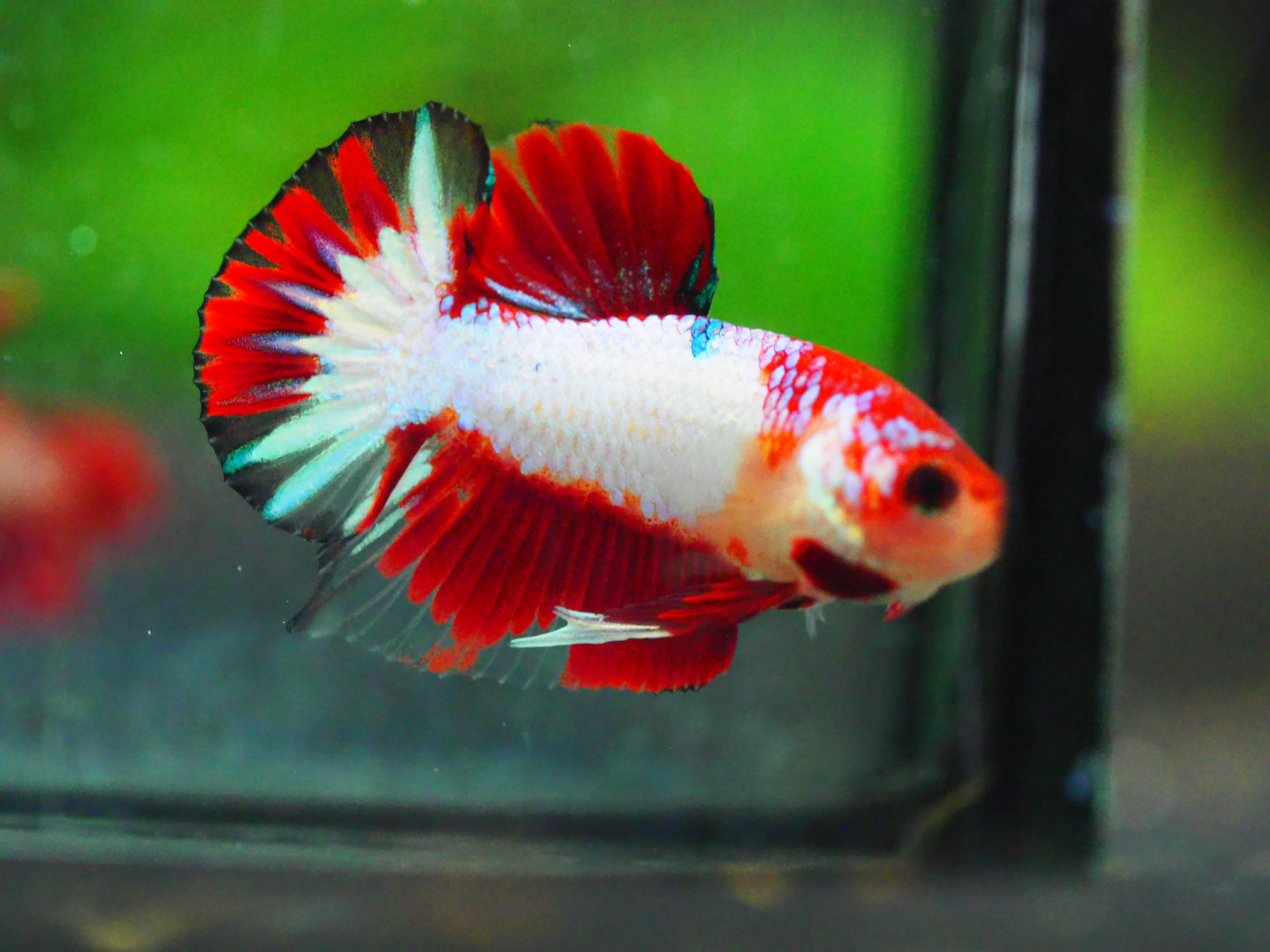 HMPK FANCY MALE GRADE A +++