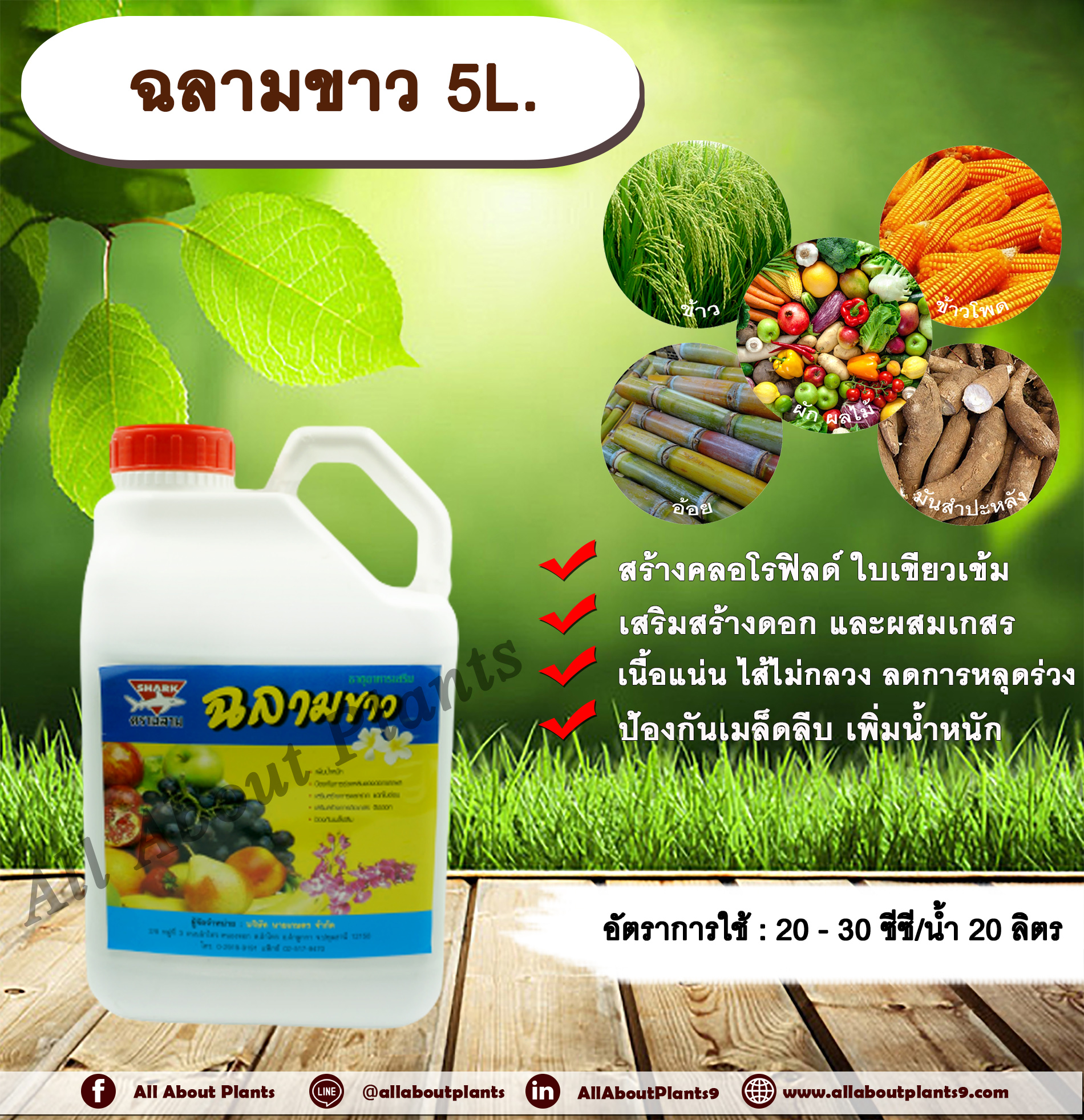 ฉลามขาว 5L. ธาตุอาหารเสริม ฮอร์โมนพืช สร้างคลอโรฟิลด์ ใบเขียวเข้ม เสริมสร้างดอก และผสมเกสร เนื้อแน่น ไส้ไม่กลวง ลดการหลุดร่วง ป้องกันเมล็ดลีบ เพิ่มน้ำหนัก allaboutplants ชิ้น